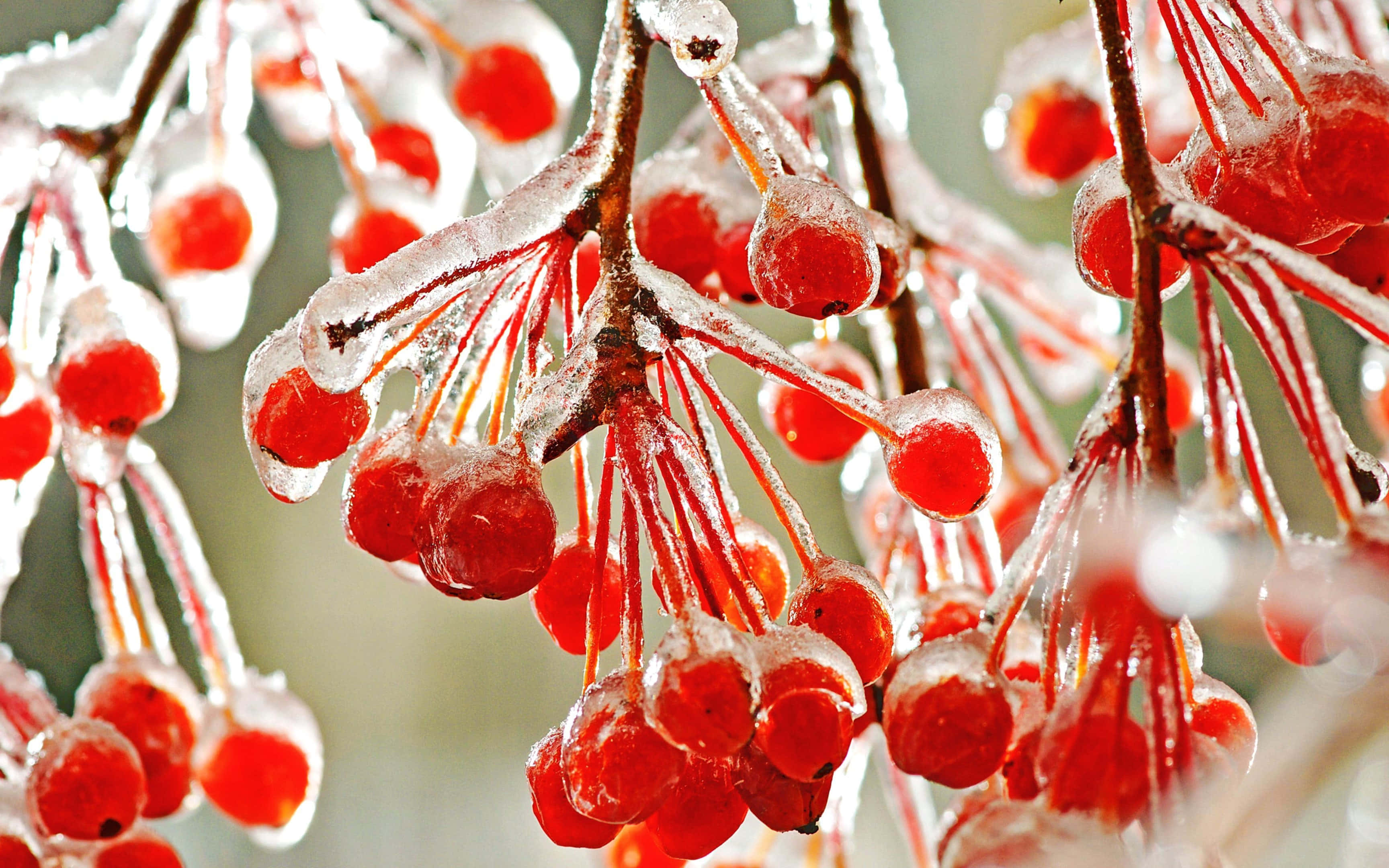 Winter Fruits, red berries, frost, 2K Desktop Wallpaper