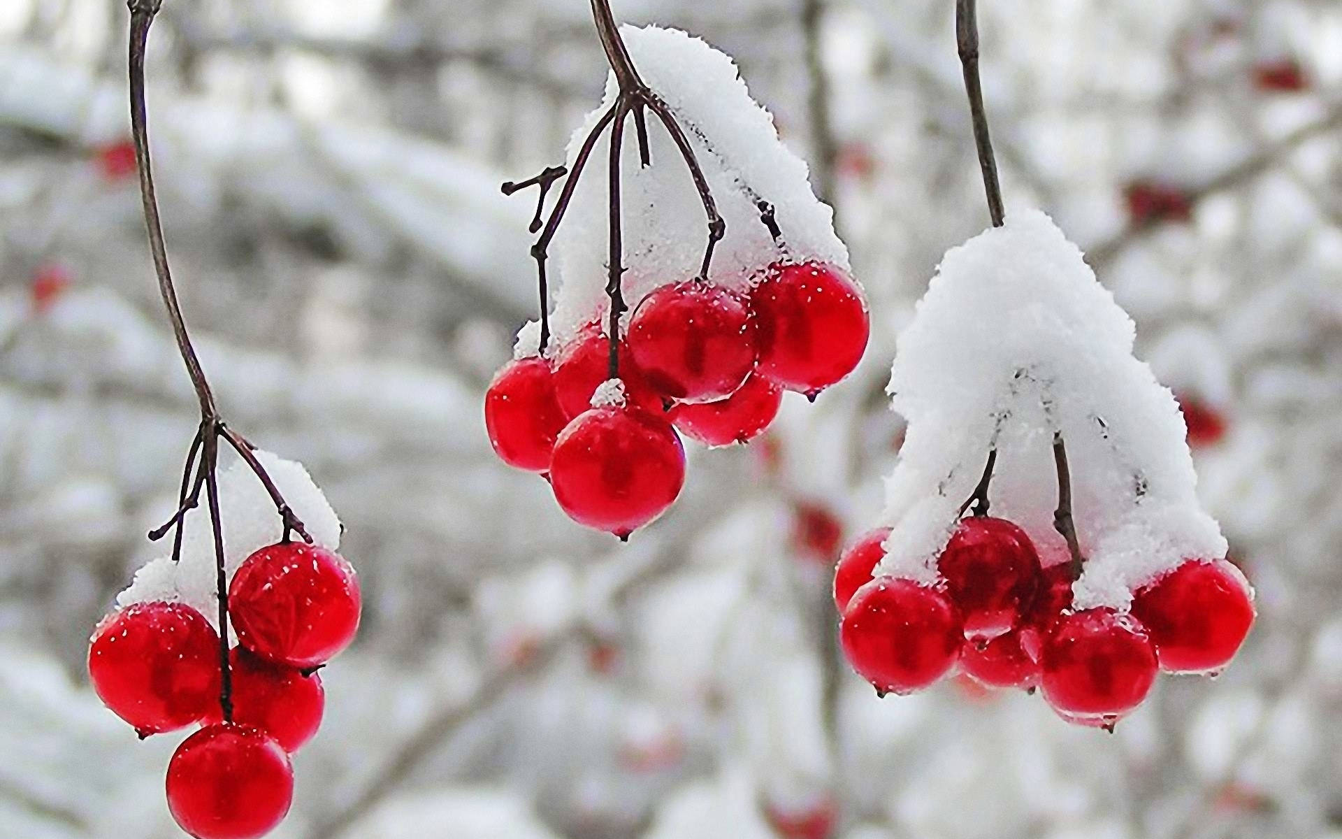 snow on cranberries, vibrant red berries, fresh snow, Full HD Desktop Wallpaper
