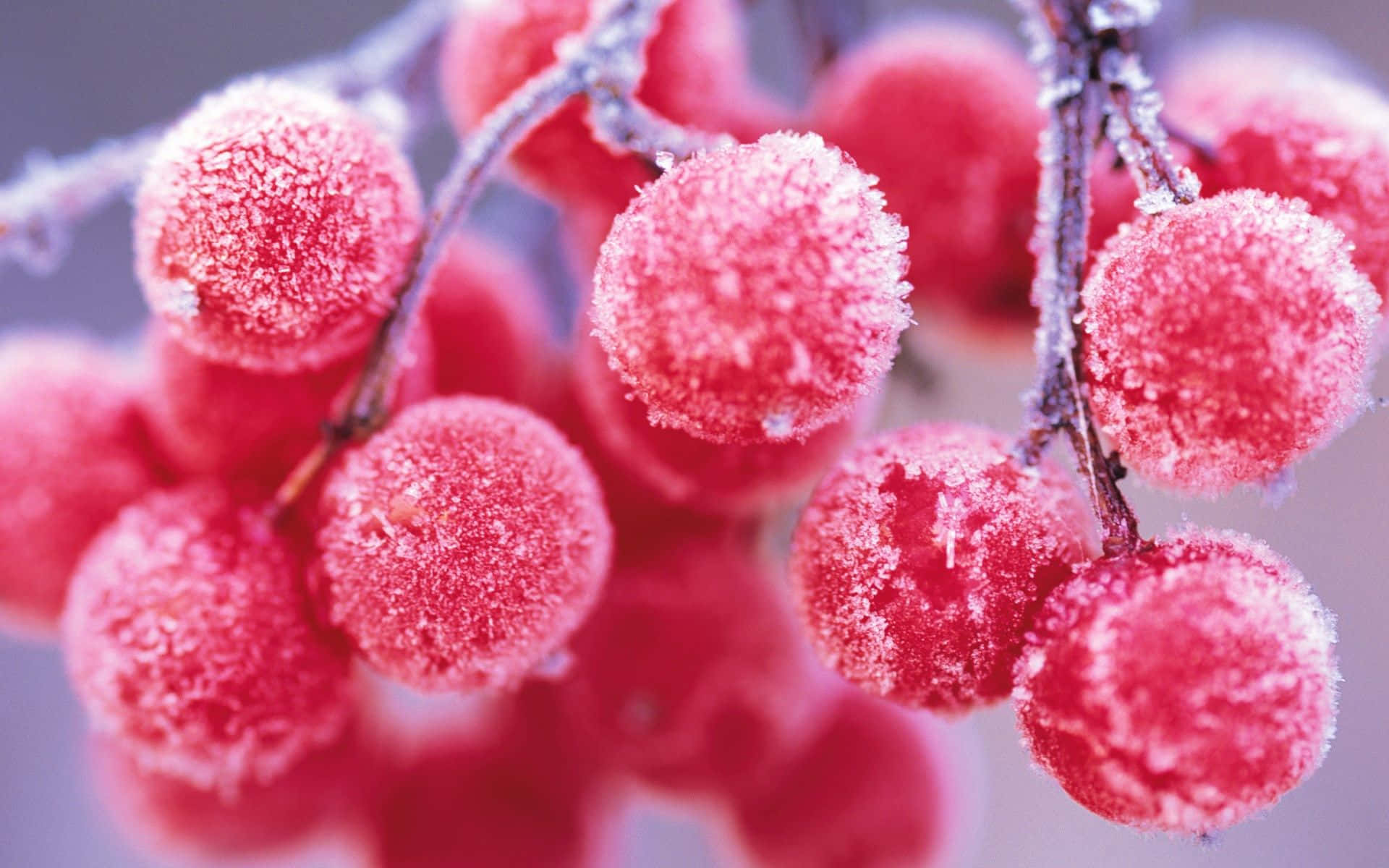 Winter Berries, red berries, frost-covered, Full HD Desktop Wallpaper