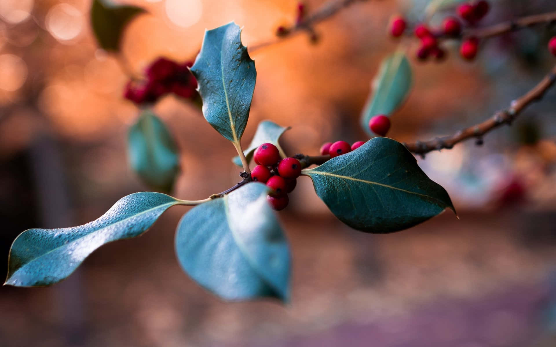 Winter Berries, holly leaves, bright red berries, Full HD Desktop Wallpaper