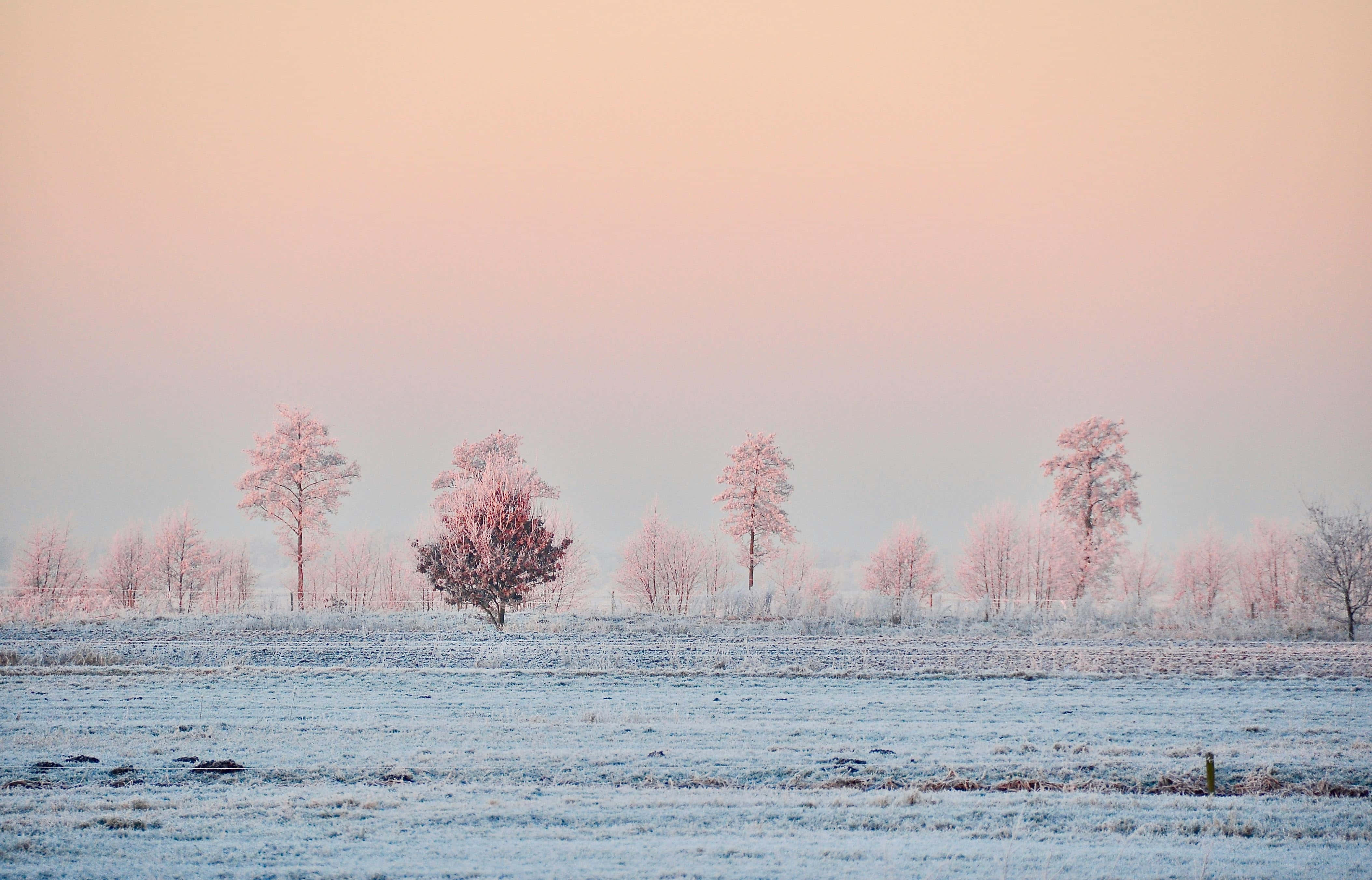 pink frost, winter landscape, soft pink sunrise, 4K Desktop Wallpaper