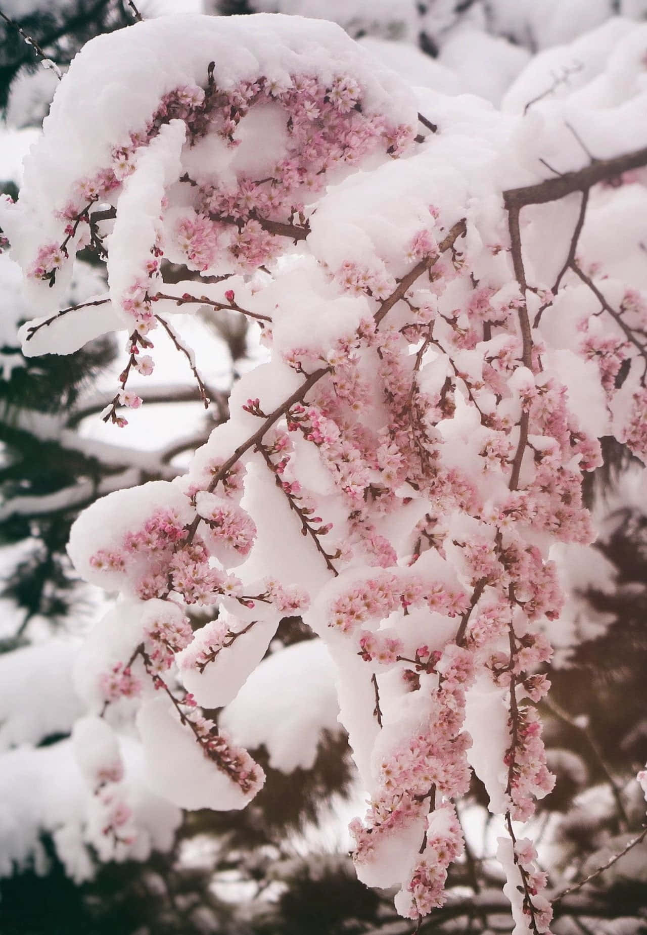 snowy pink blossoms, cherry blossoms, thick snow, HD Phone Wallpaper