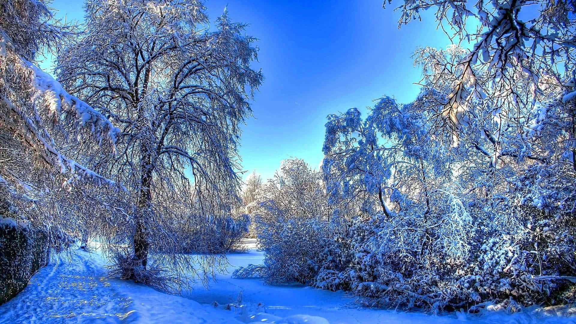 Winter Blues, 1920 x 1080, vivid blue winter sky, Full HD Desktop Wallpaper