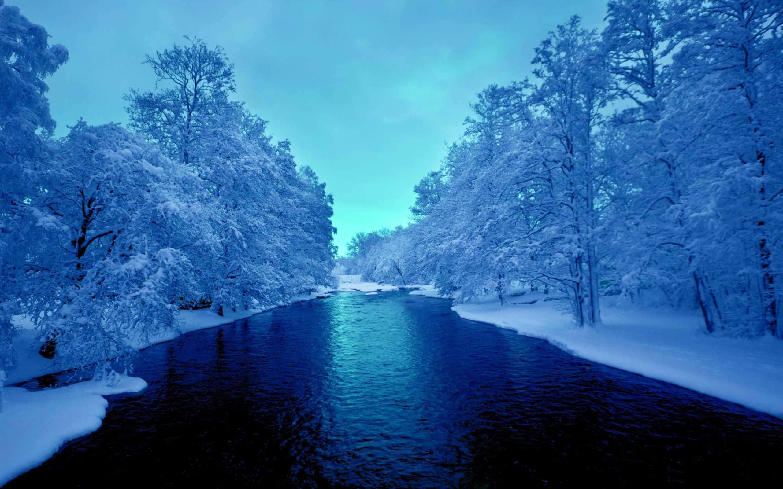 Winter Blues, snow-covered trees, cool blue twilight sky, 2K Desktop Wallpaper