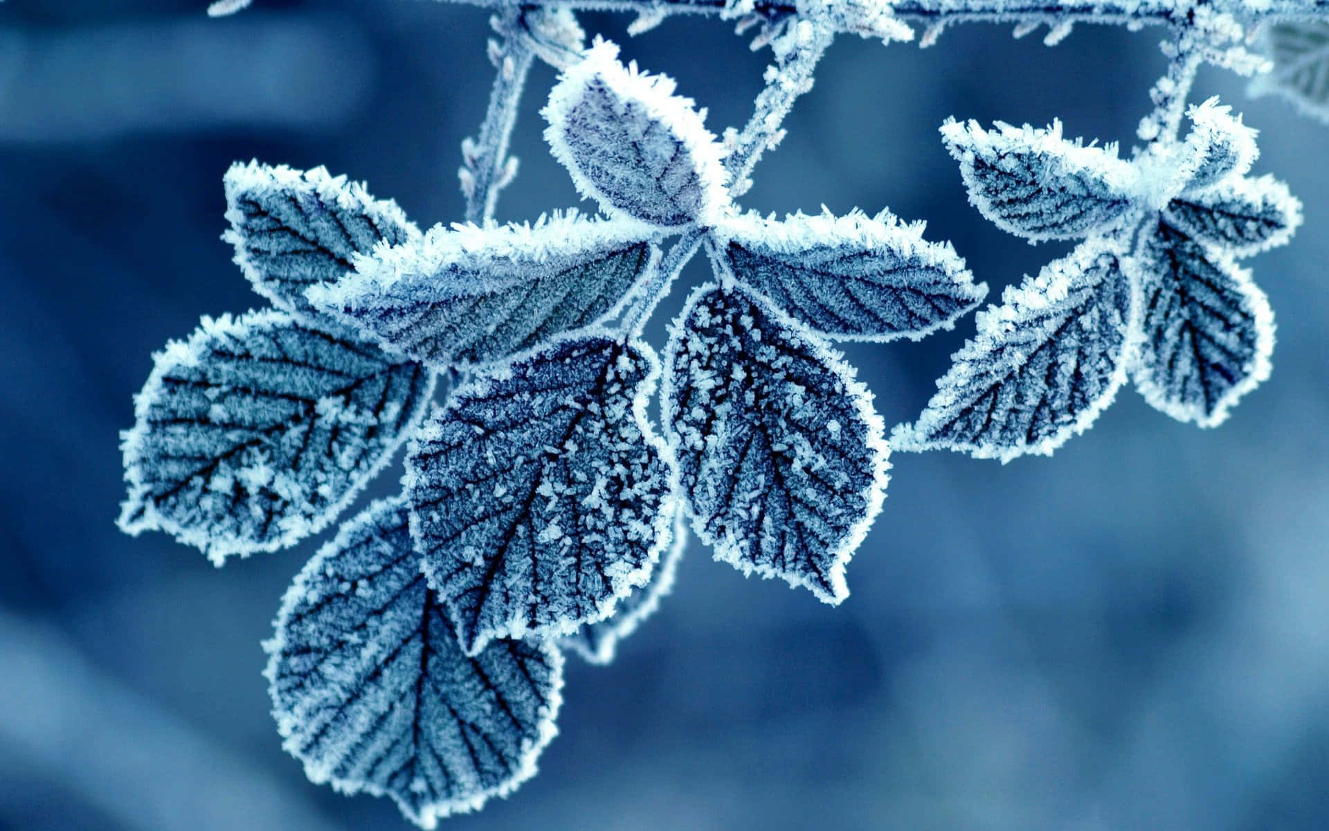 Winter Blues, dark blue leaves, frost, Full HD Desktop Wallpaper