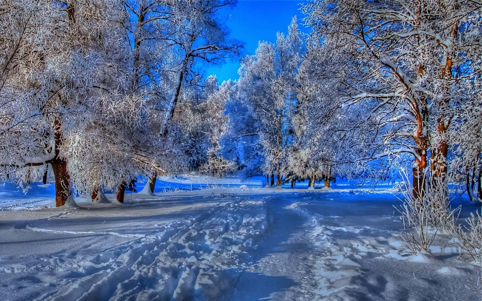 Winter Scenery With Falling Snow, snow-covered forest path, frost-laden trees, HD Desktop Wallpaper