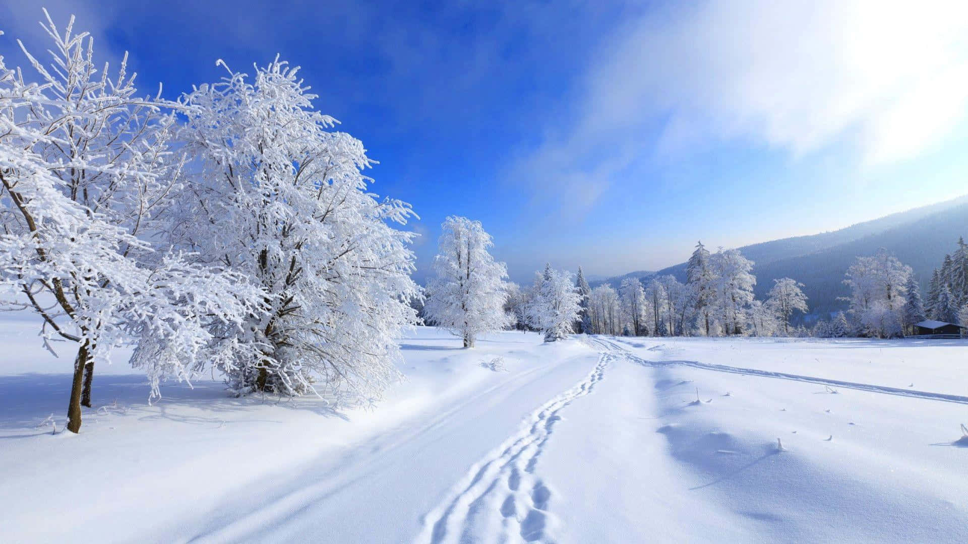 Winter Blues, snowy path, frost-covered trees, Full HD Desktop Wallpaper