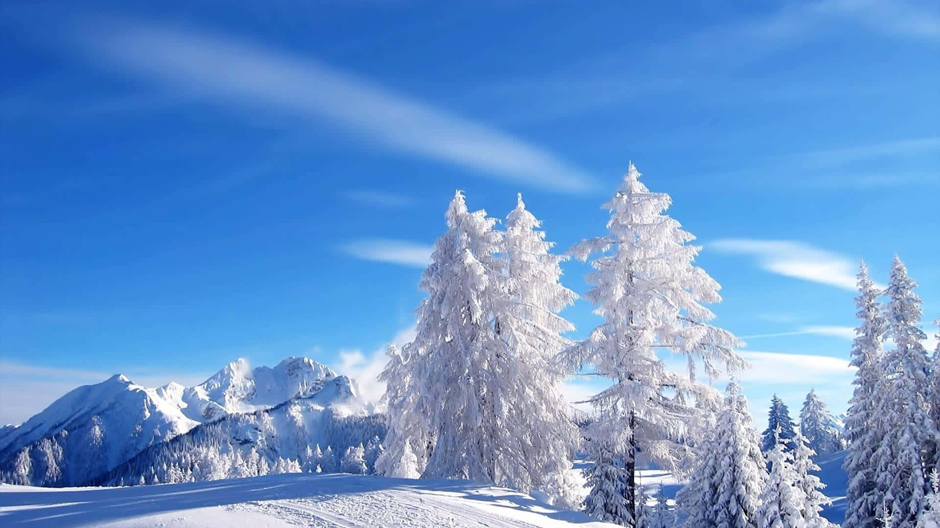 Winter Blues, snow-covered pine trees, vibrant blue sky, Full HD Desktop Wallpaper