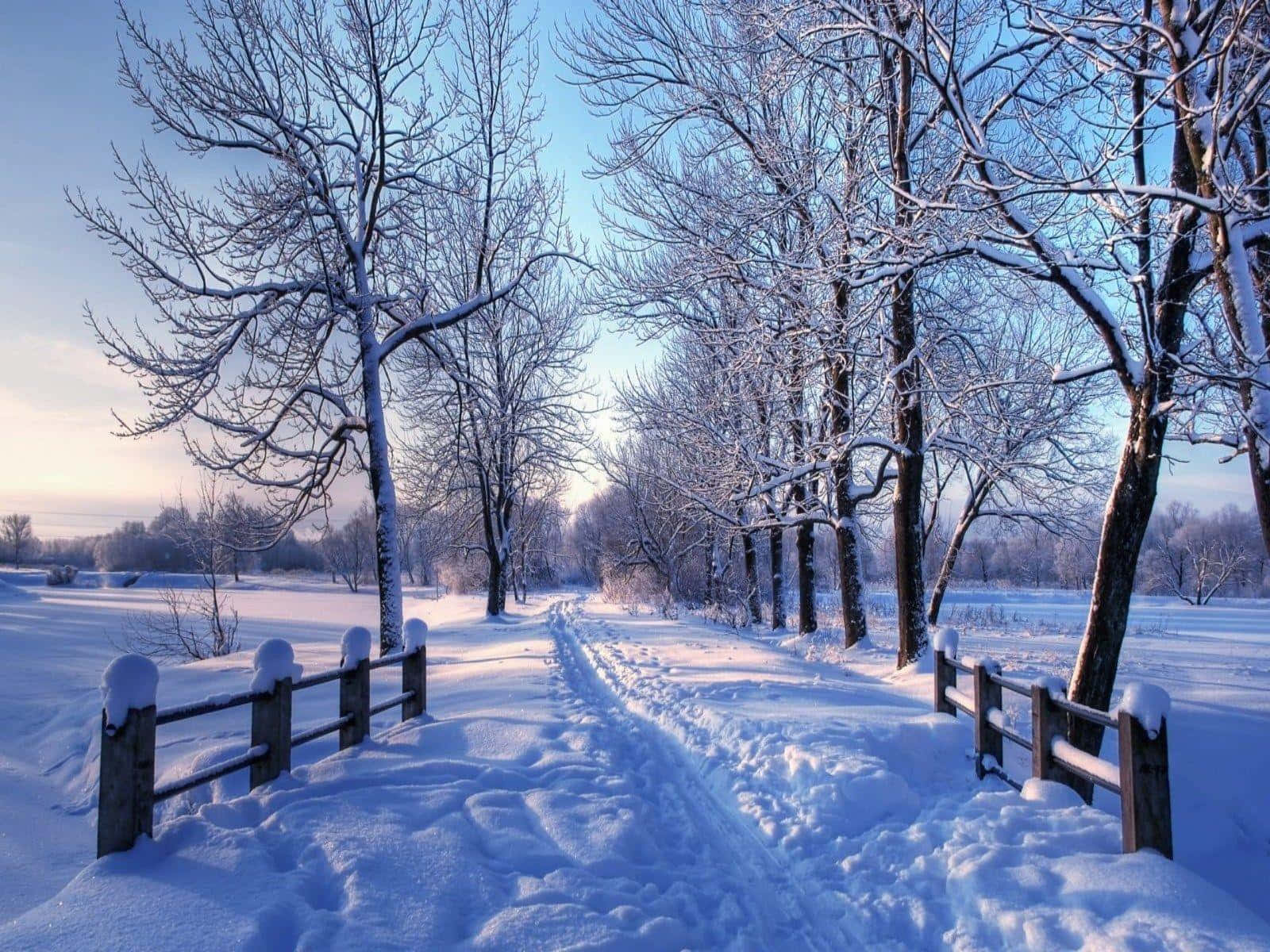 Winter Blues, snow-covered path, leafless trees, HD Desktop Wallpaper