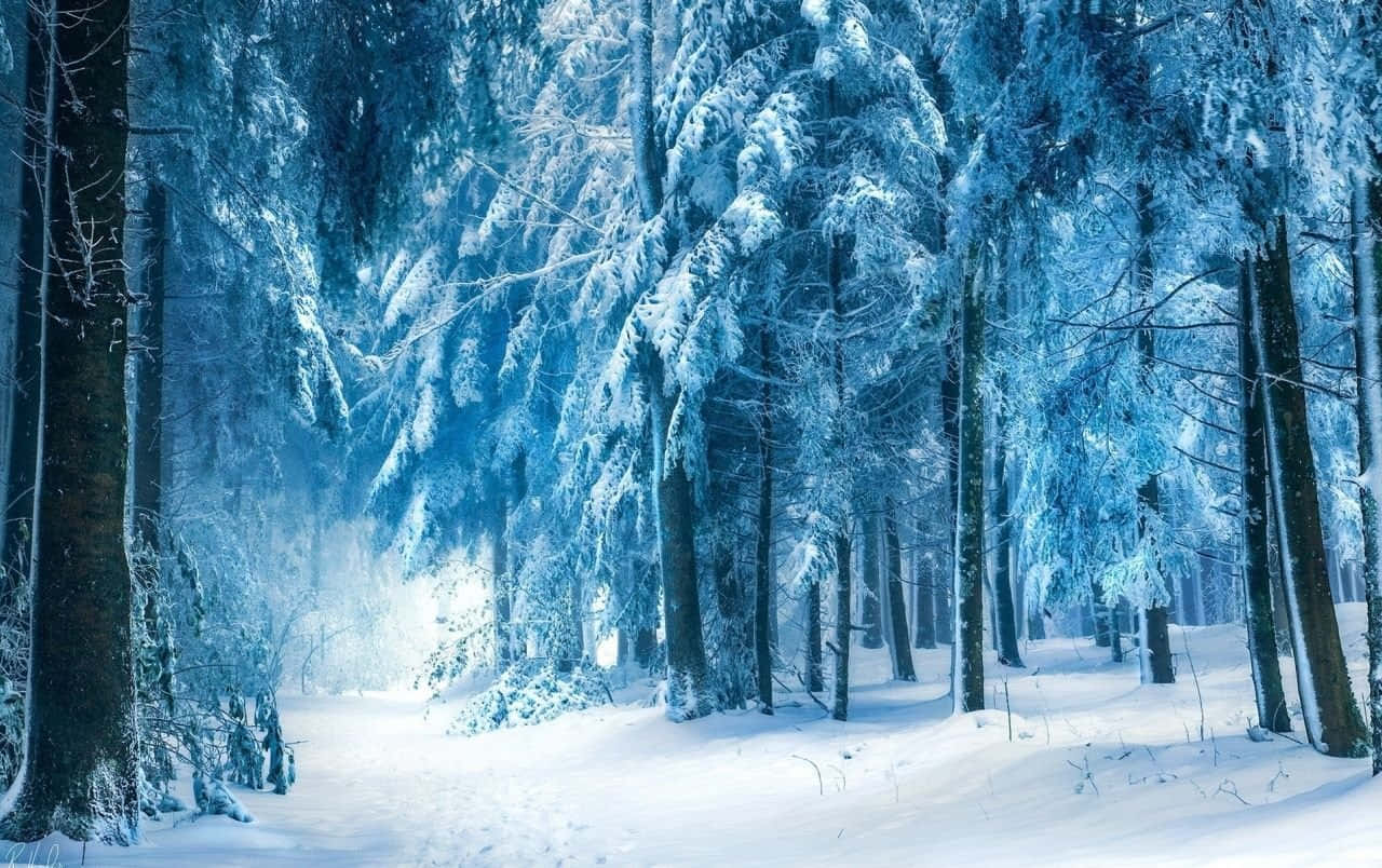 Winter Blues, winter forest, snow-laden evergreen trees, HD Desktop Wallpaper