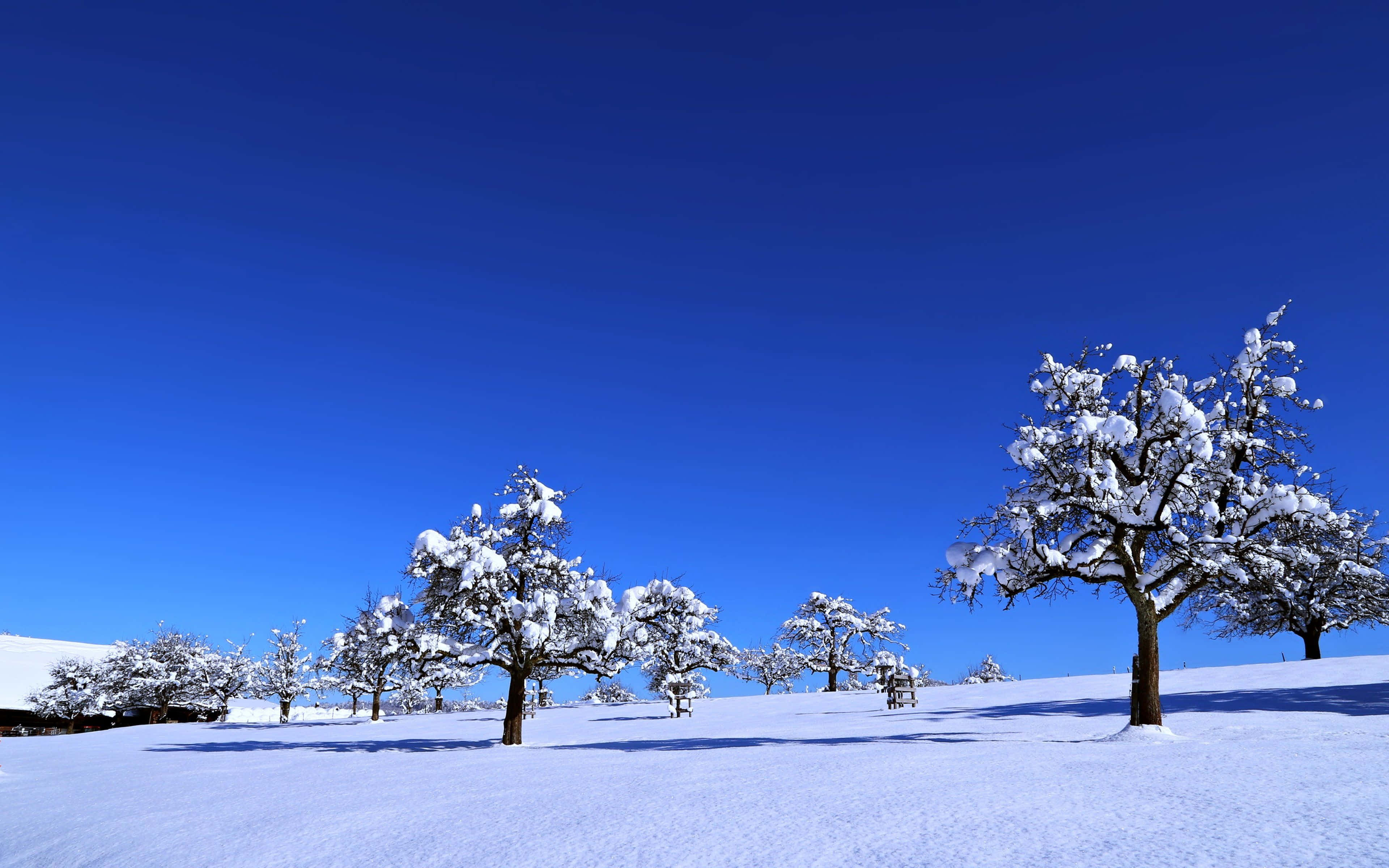 Winter Blues, 3840 x 2400, pristine snow, 4K Desktop Wallpaper