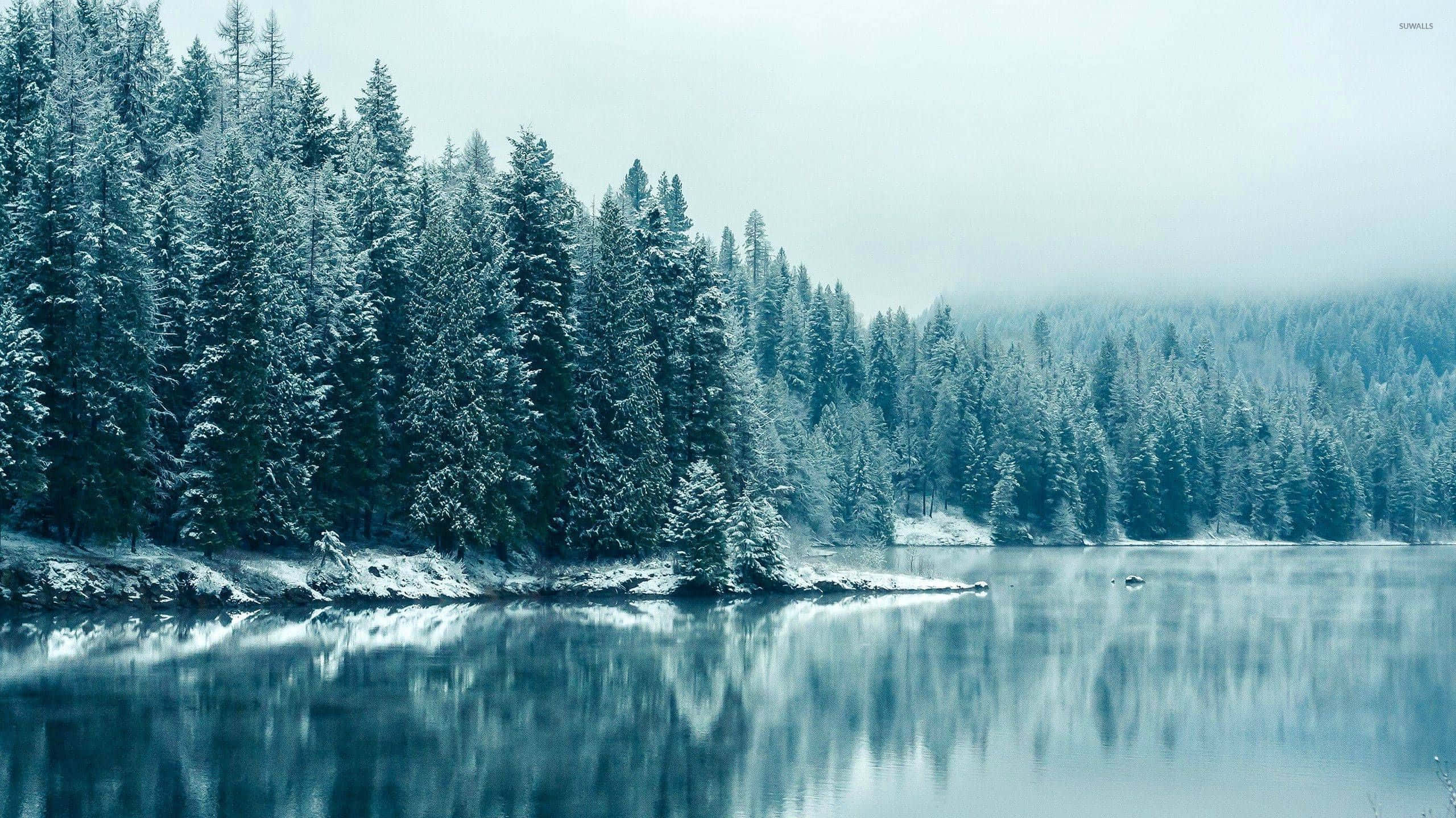 Winter Blues, snowy winter landscape, evergreen trees, 2K Desktop Wallpaper