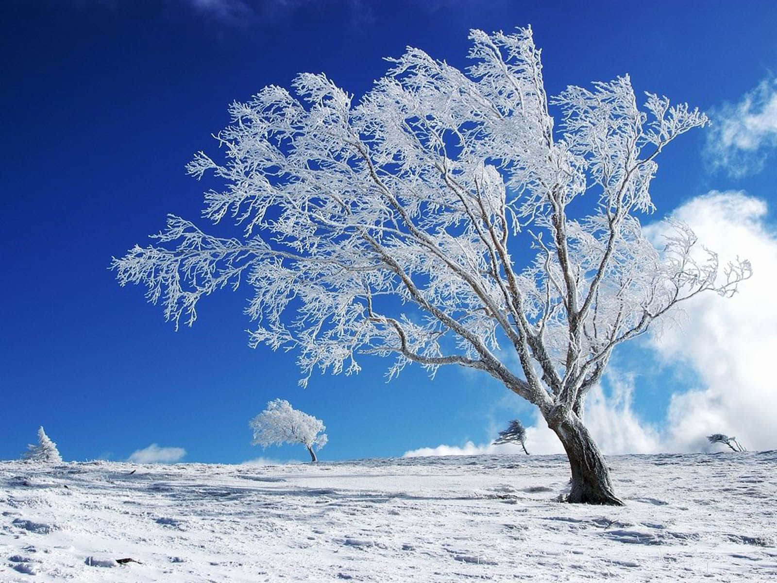 Winter Blues, frost-covered tree, vibrant blue sky, HD Desktop Wallpaper
