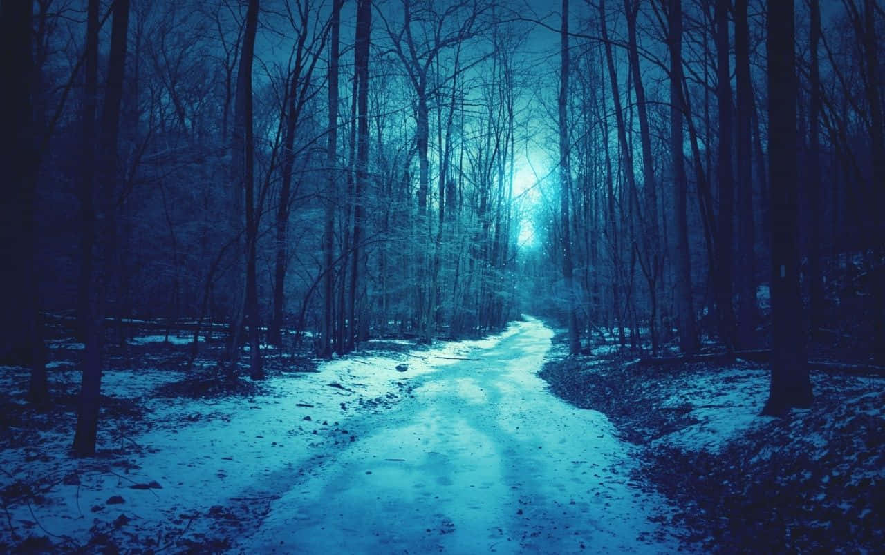 Winter Blues, snowy forest path, eerie blue light, HD Desktop Wallpaper