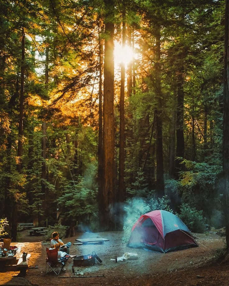winter camping, sunlit redwood forest, campfire, SD Phone Wallpaper