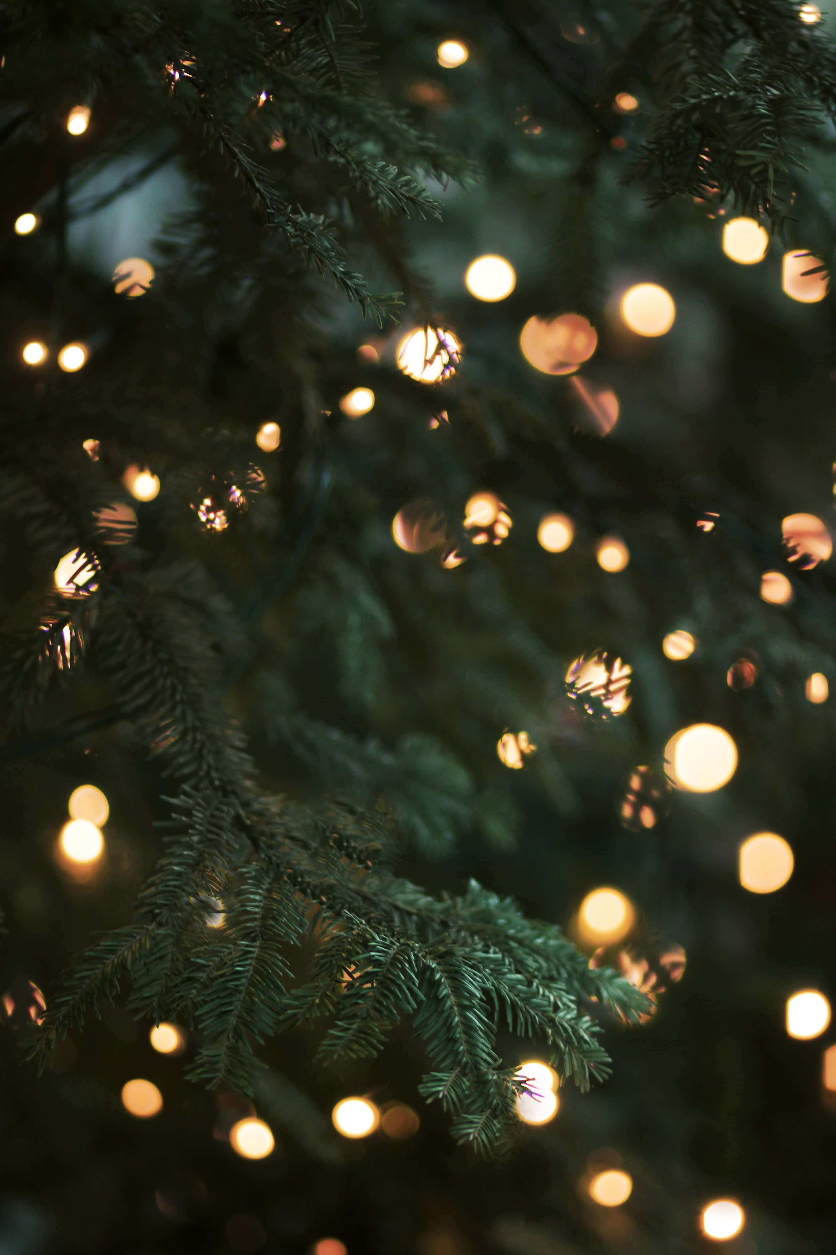evergreen branches, warm glowing fairy lights, soft bokeh effect, 4K Phone Wallpaper