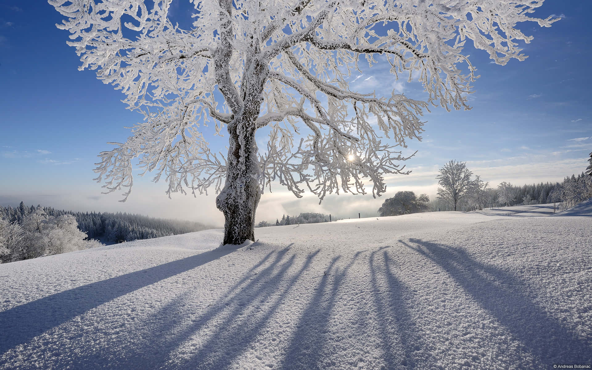 winter christmas desktop, snow-covered tree, pristine snowy hill, Full HD Desktop Wallpaper