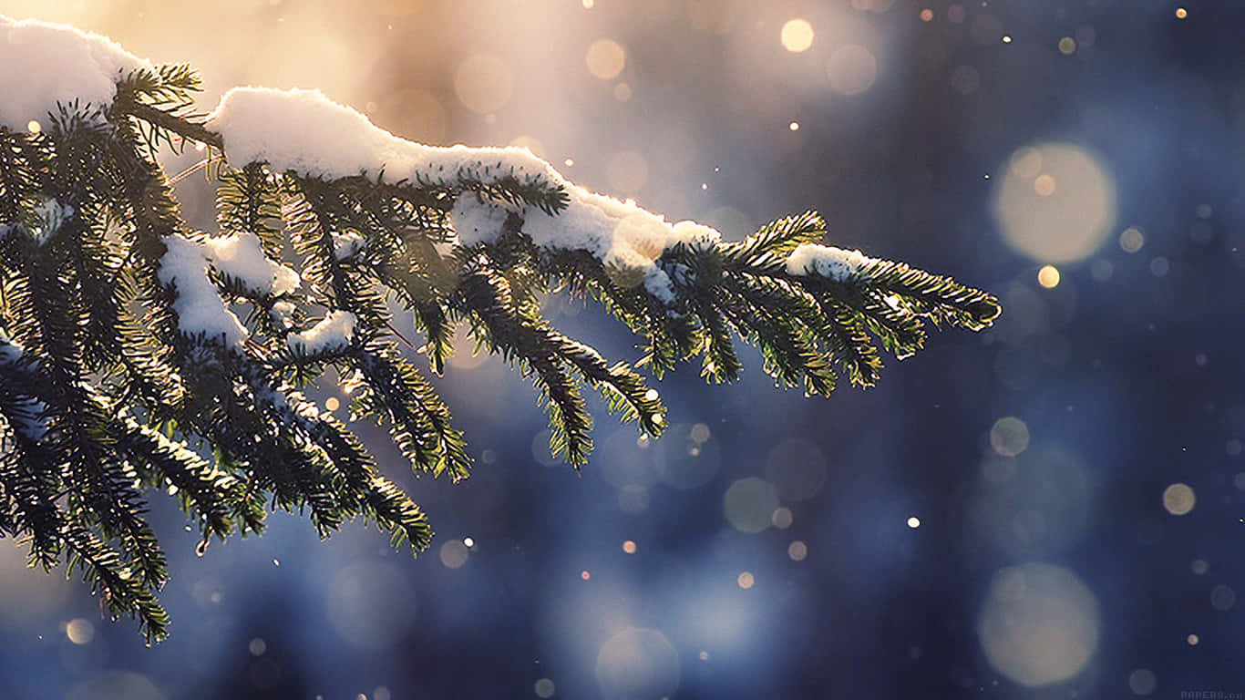 pine tree branch, snow falling, snow-dusted pine needles, HD Desktop Wallpaper