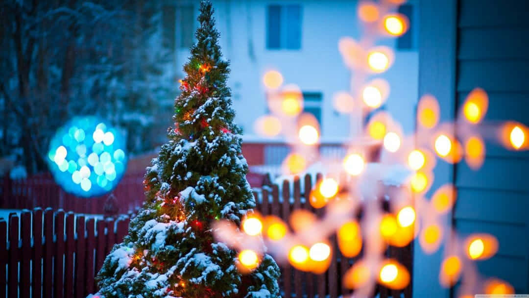 snowy tree, warm lights, frosty blue twilight, SD Desktop Wallpaper