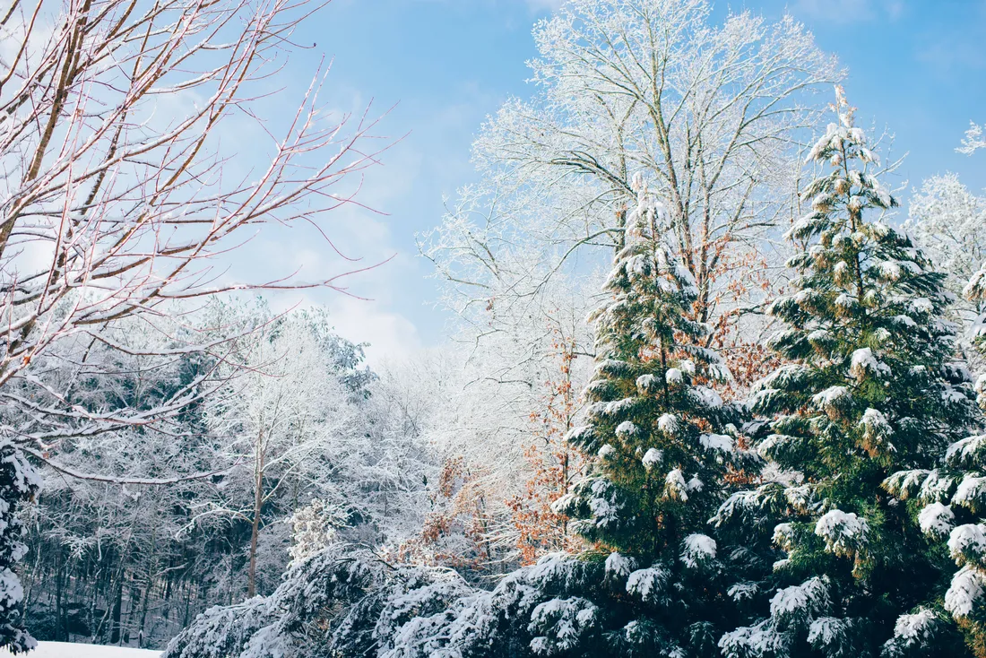 Winter Christmas