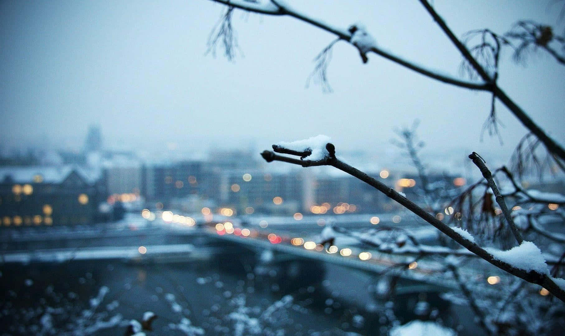 Winter Cityscape, snow-dusted tree branches, glowing streetlights, HD Desktop Wallpaper