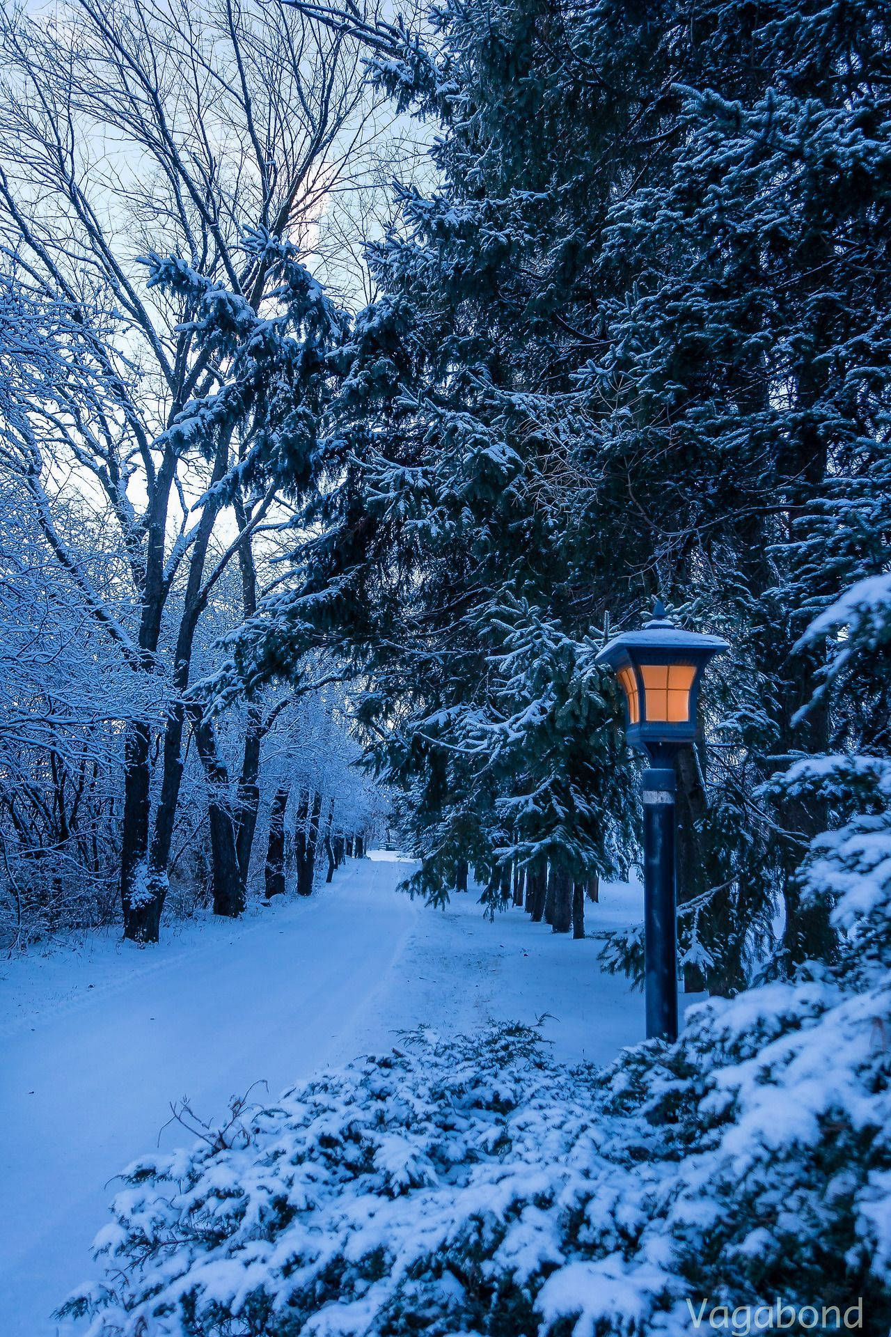 winter path, evergreens, bare trees, Full HD Phone Wallpaper
