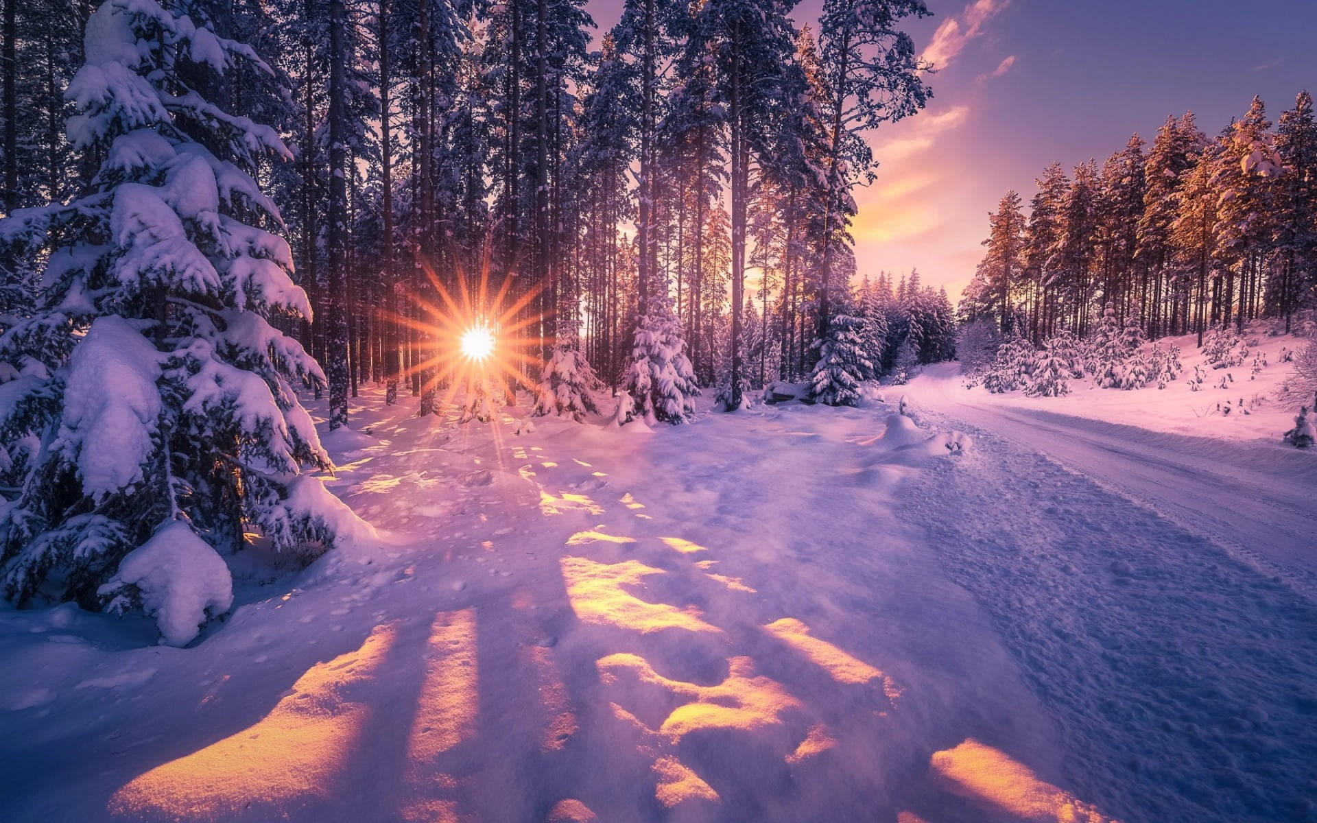 snowy pine forest, golden light, winding winter path, Full HD Desktop Wallpaper