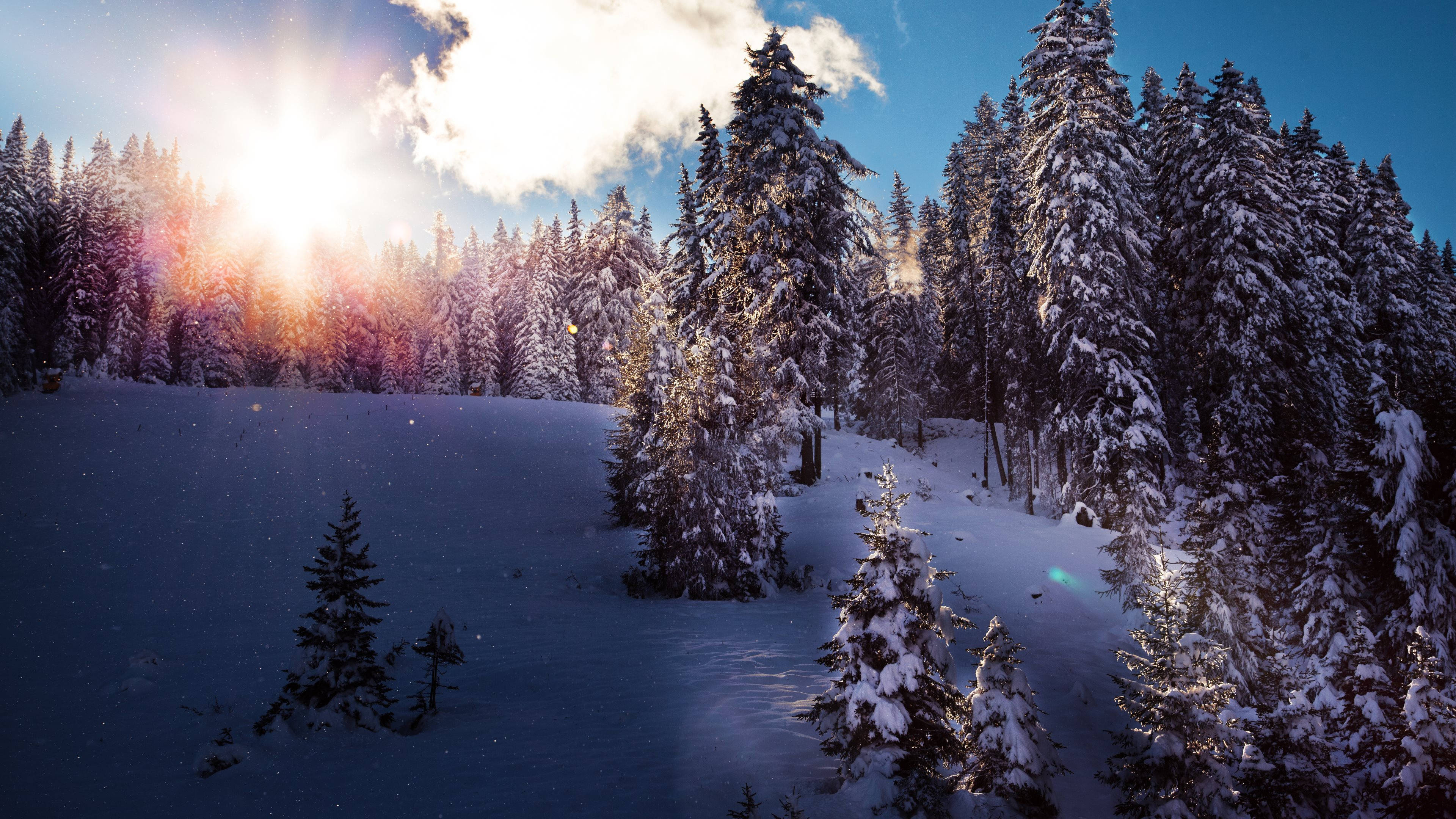 4K, Winter Sunrise, snow-covered pine forest, 4K Desktop Wallpaper