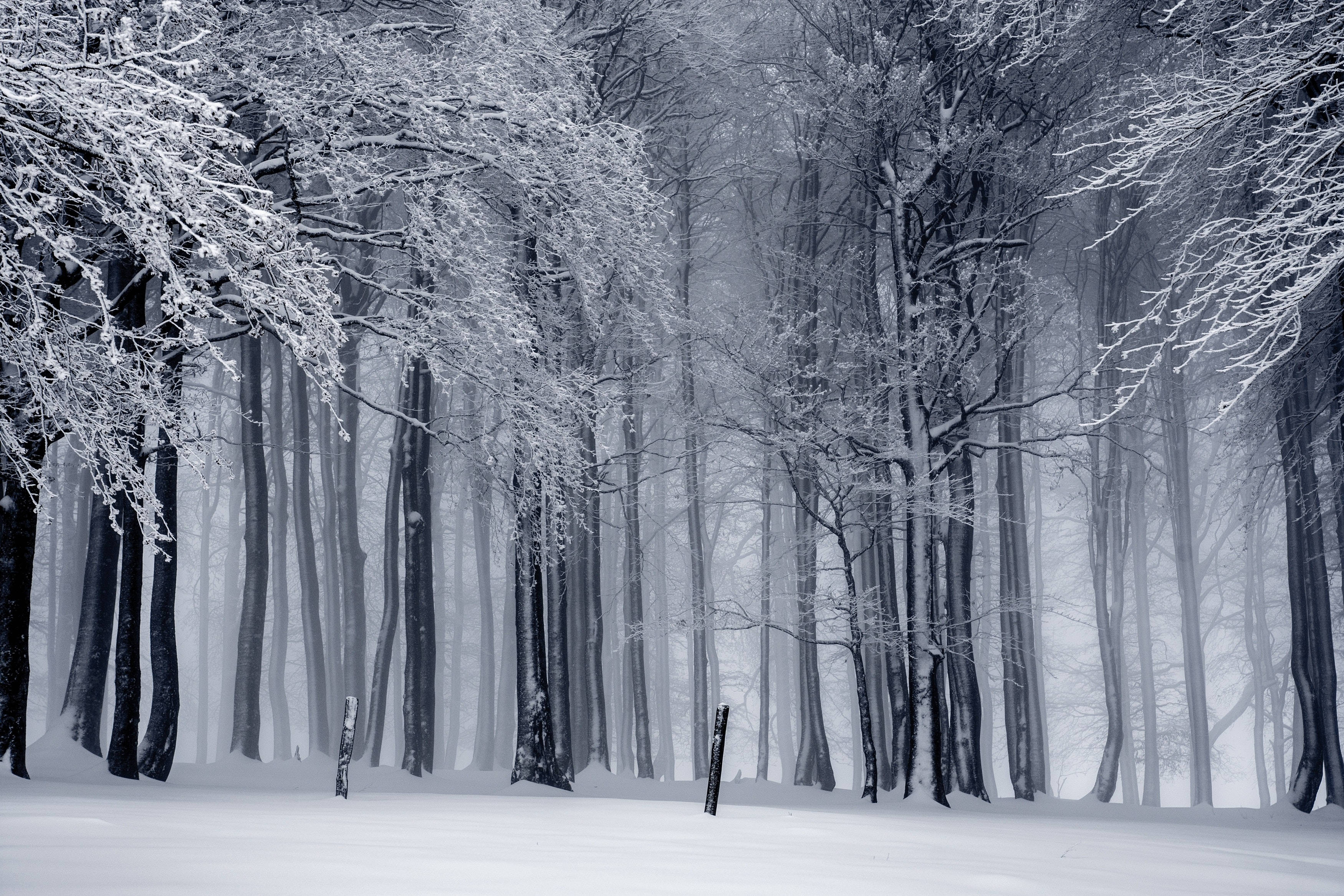 frozen forest landscapes, snow-laden trees, misty, 2K Desktop Wallpaper