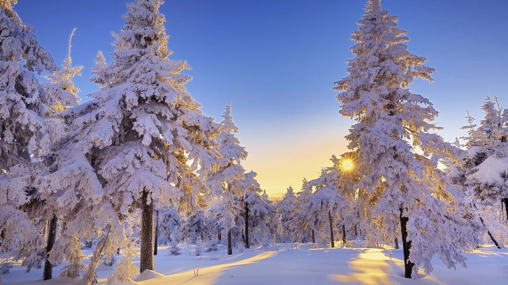 sunlight, snow-laden pine trees, serene winter forest, Full HD Desktop Wallpaper