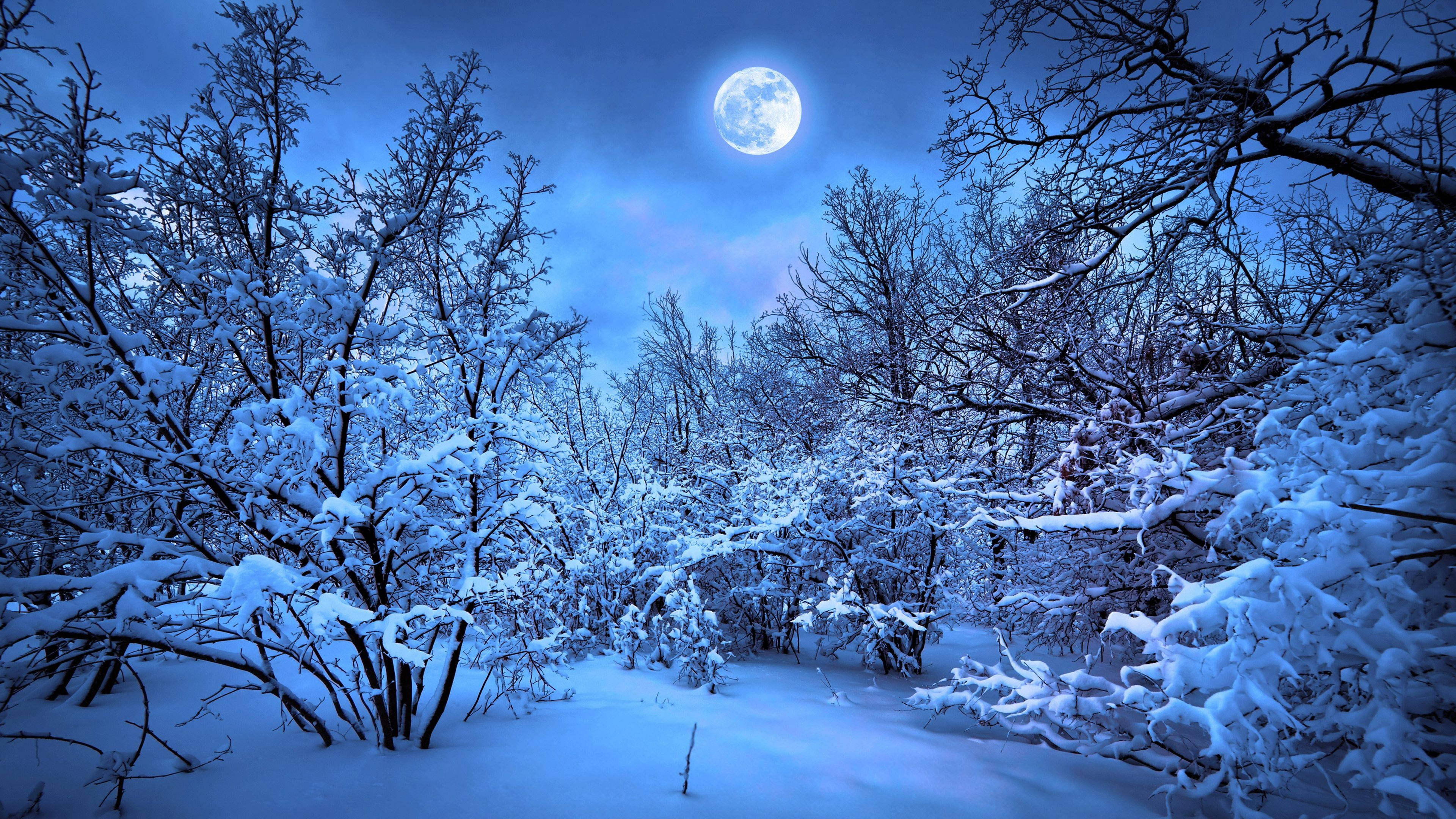 4K, winter forest, full moon, 4K Desktop Wallpaper
