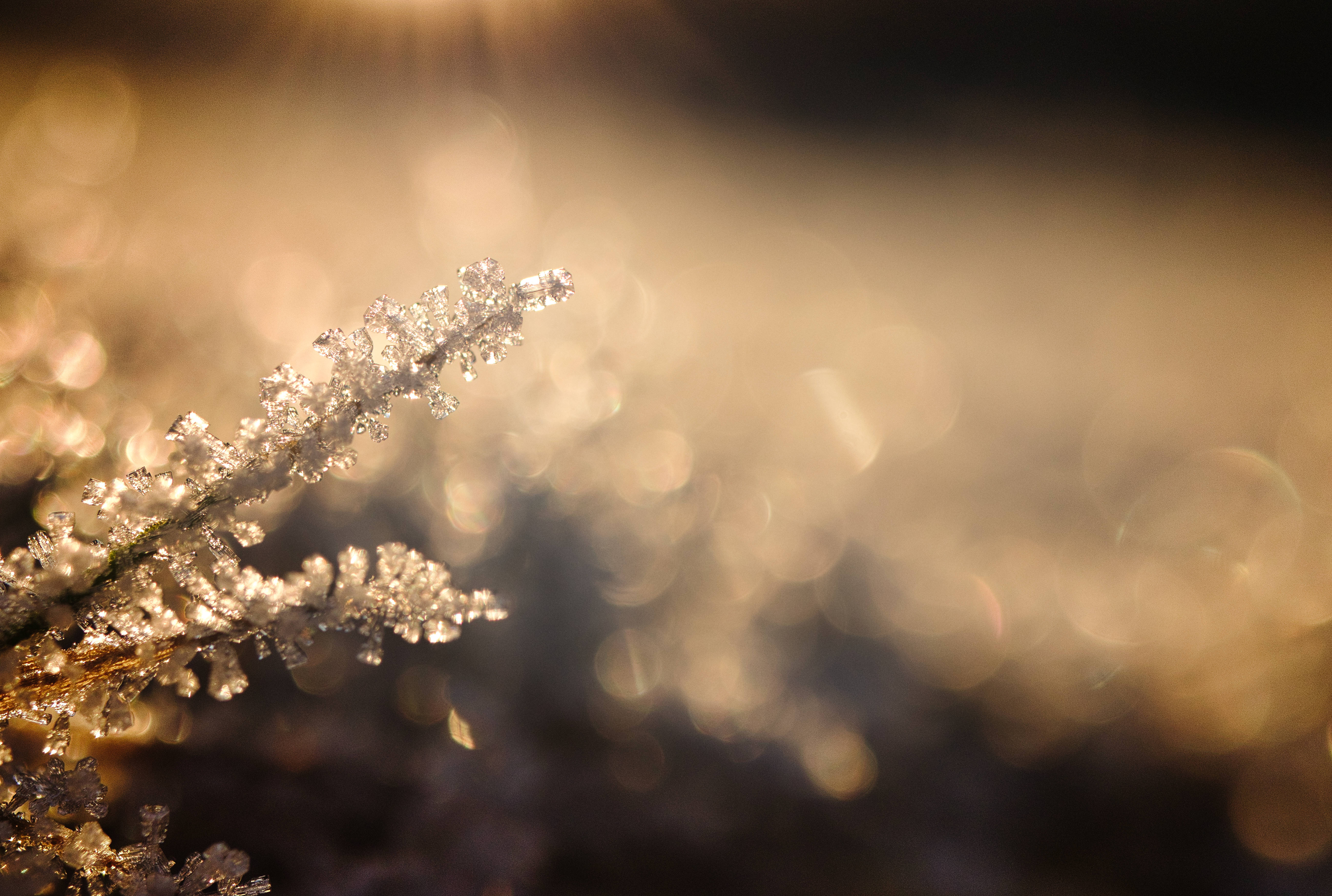 snow crystals, twig, sunlight, 5K Desktop Wallpaper