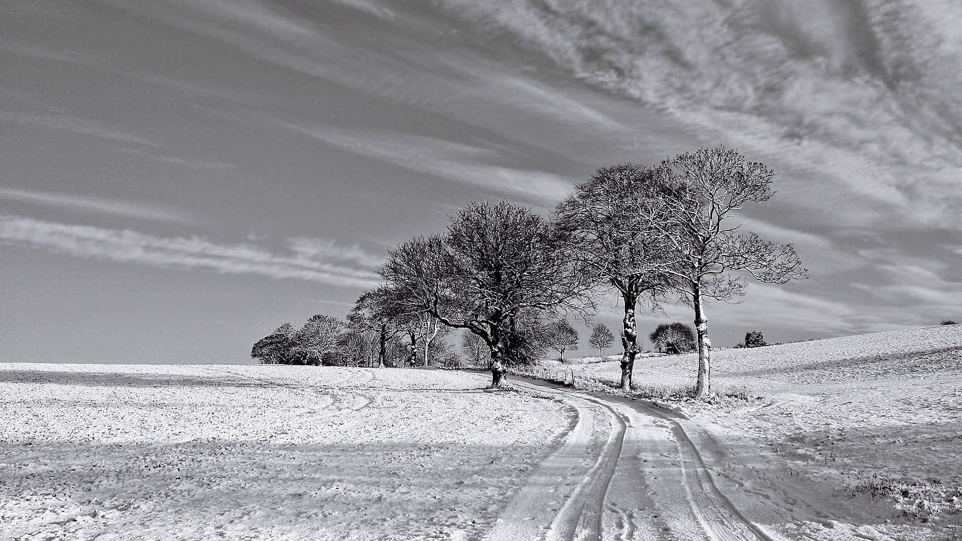 snowy path, winter field, bare trees, Full HD Desktop Wallpaper