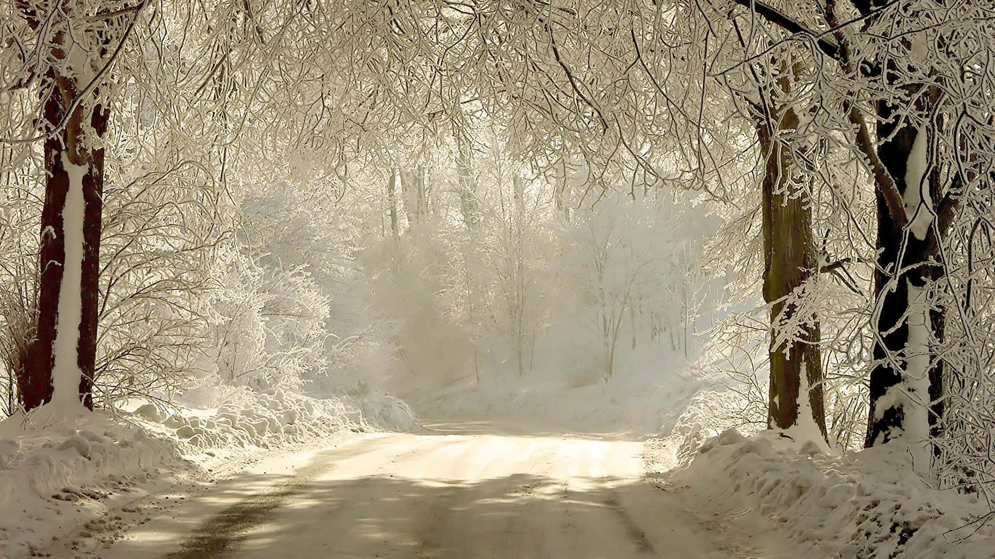 Winter Scenery of the Alps, frost-covered forest, snow-draped trees, Full HD Desktop Wallpaper