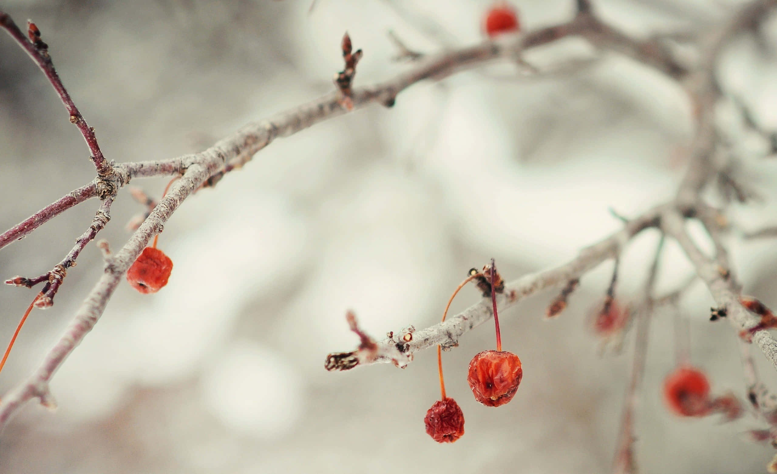 winter scenery desktop, countryside, vibrant red berries, 2K Desktop Wallpaper