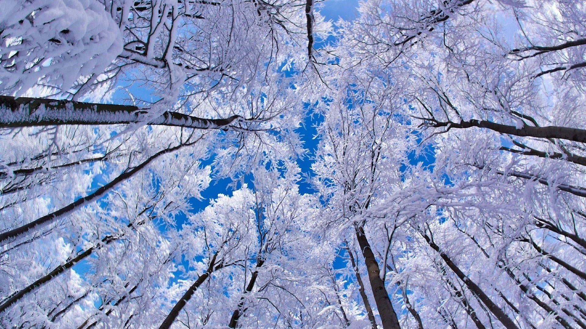 frosted trees, vibrant blue sky, crisp winter forest, Full HD Desktop Wallpaper