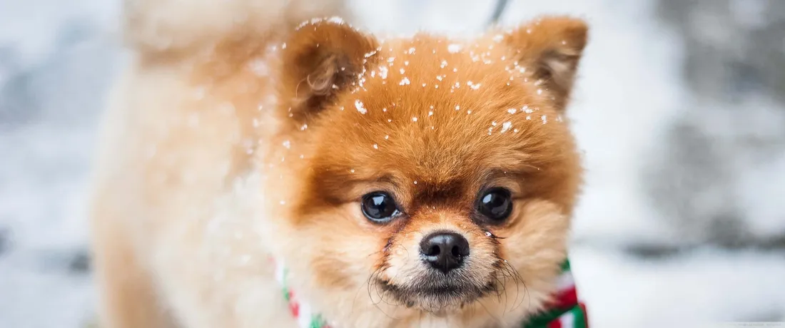 Winter Dog