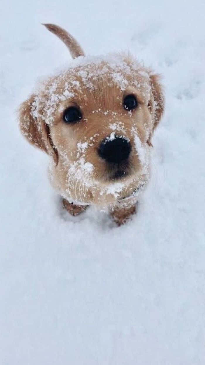 Winter Dog, golden retriever puppy, snowflakes, SD Phone Wallpaper