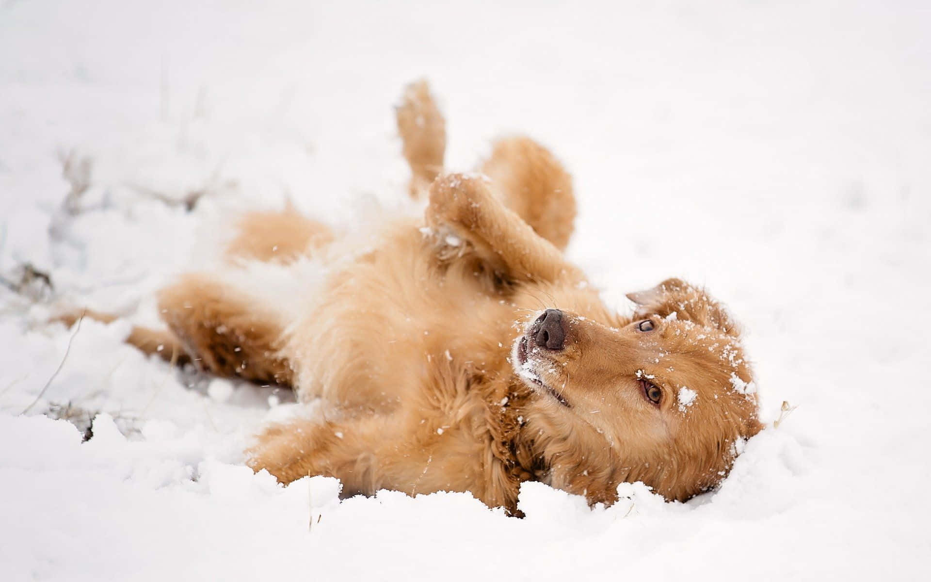 golden retriever, snowy, wintery setting, blooming trees, Full HD Desktop Wallpaper