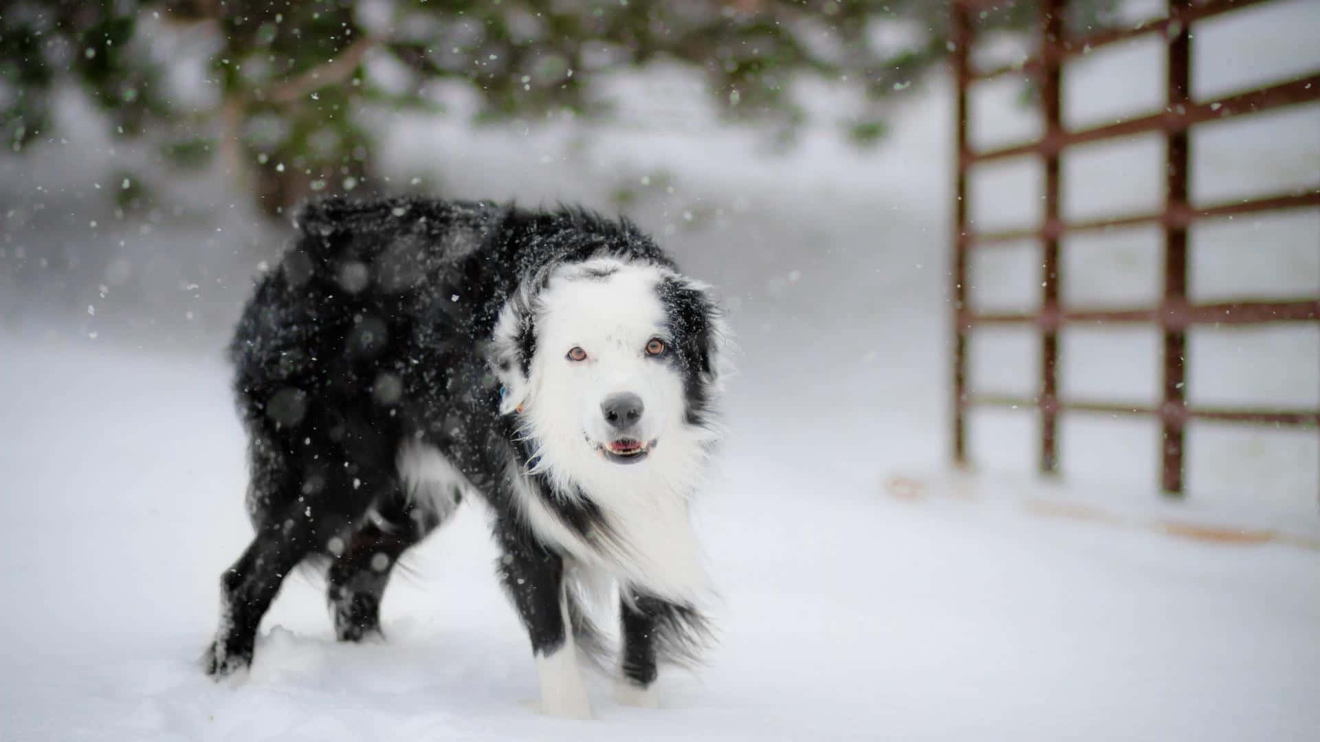 black and white border collie, falling snow, snowy backdrop, Full HD Desktop Wallpaper