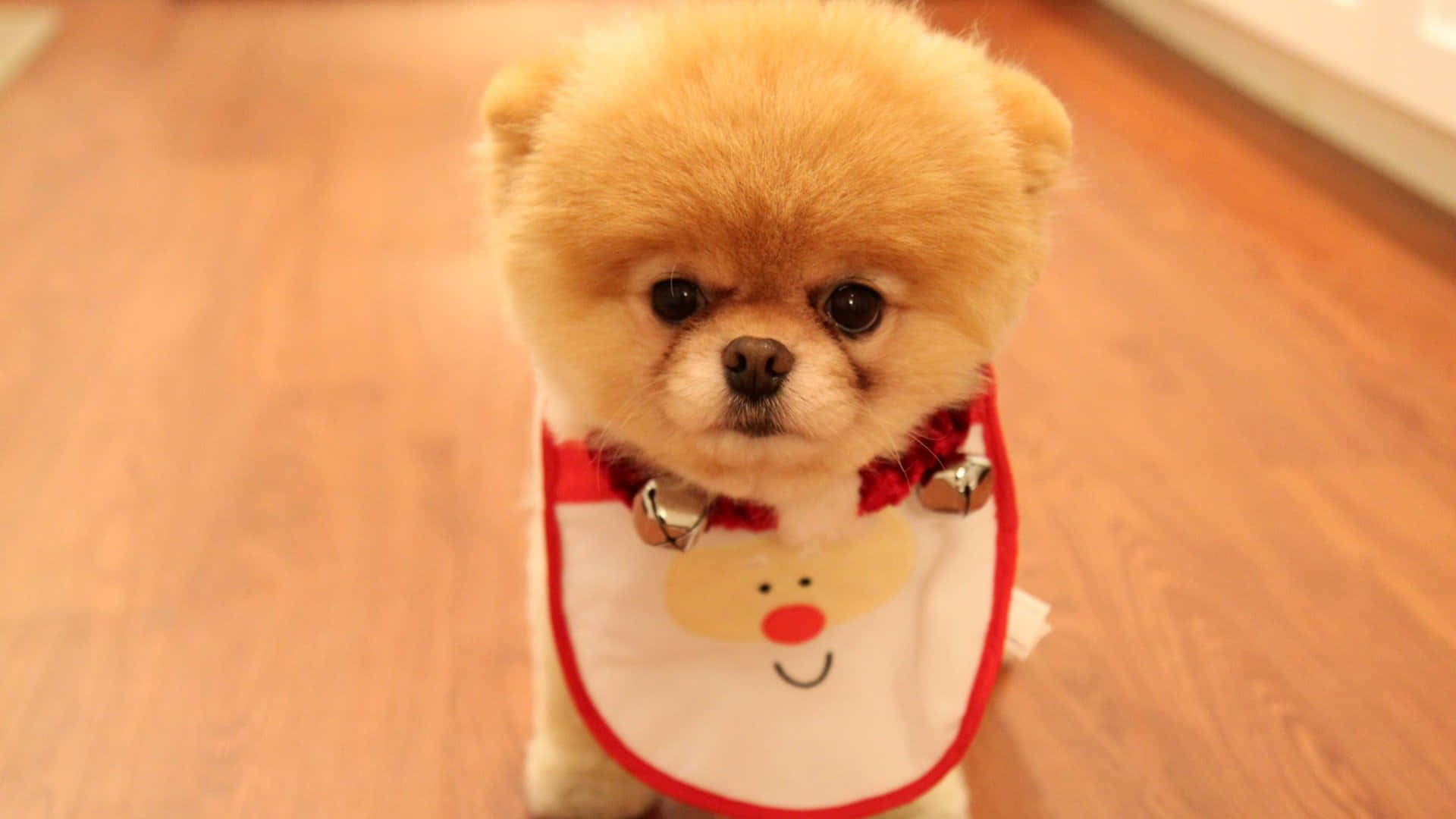 Pomeranian puppy, tan, red and white Santa bib, Full HD Desktop Wallpaper