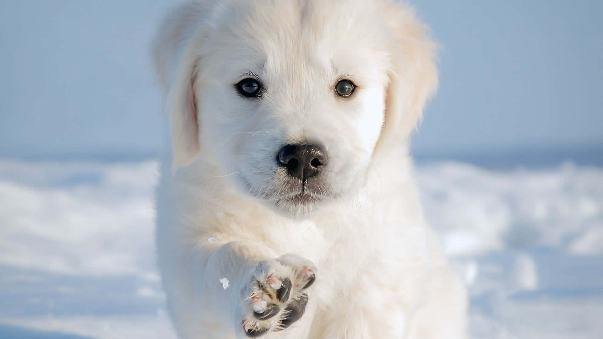 winter dog, fluffy white puppy, dark eyes, Full HD Desktop Wallpaper