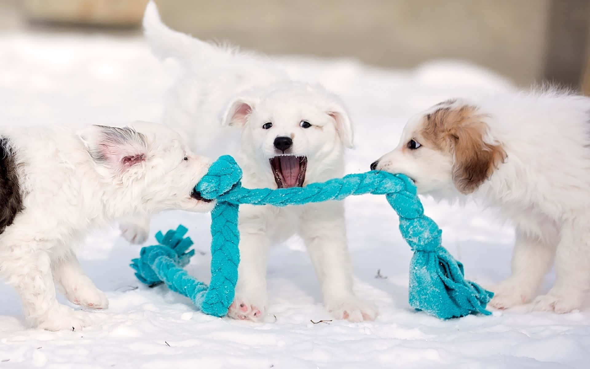 winter dog, fluffy puppies, bright teal rope toy, Full HD Desktop Wallpaper