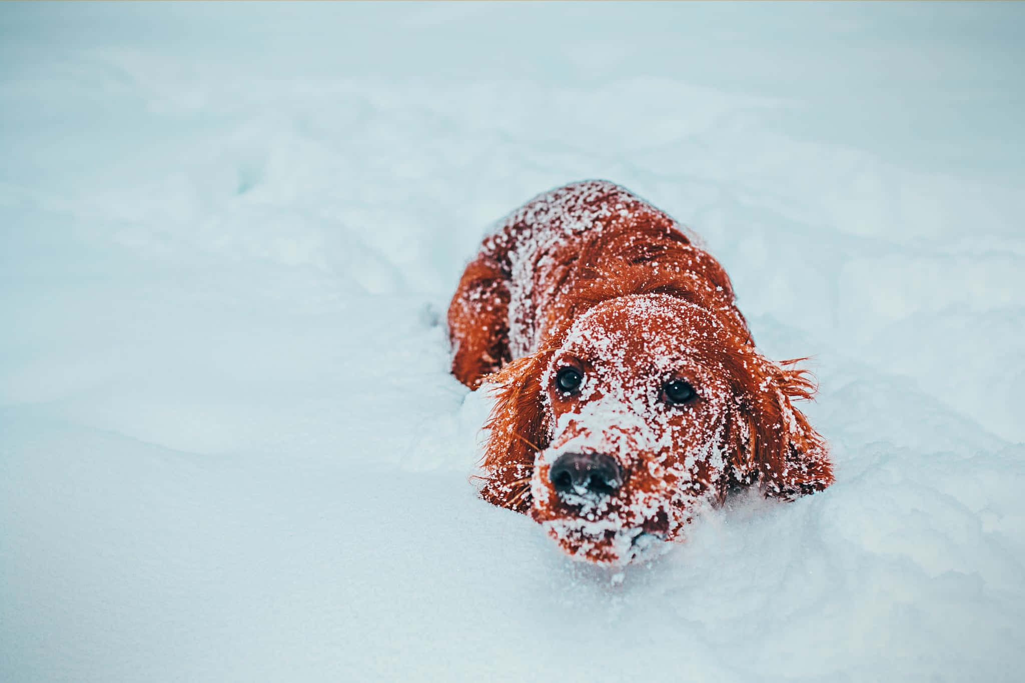winter dog, red dog, snowflakes, Full HD Desktop Wallpaper