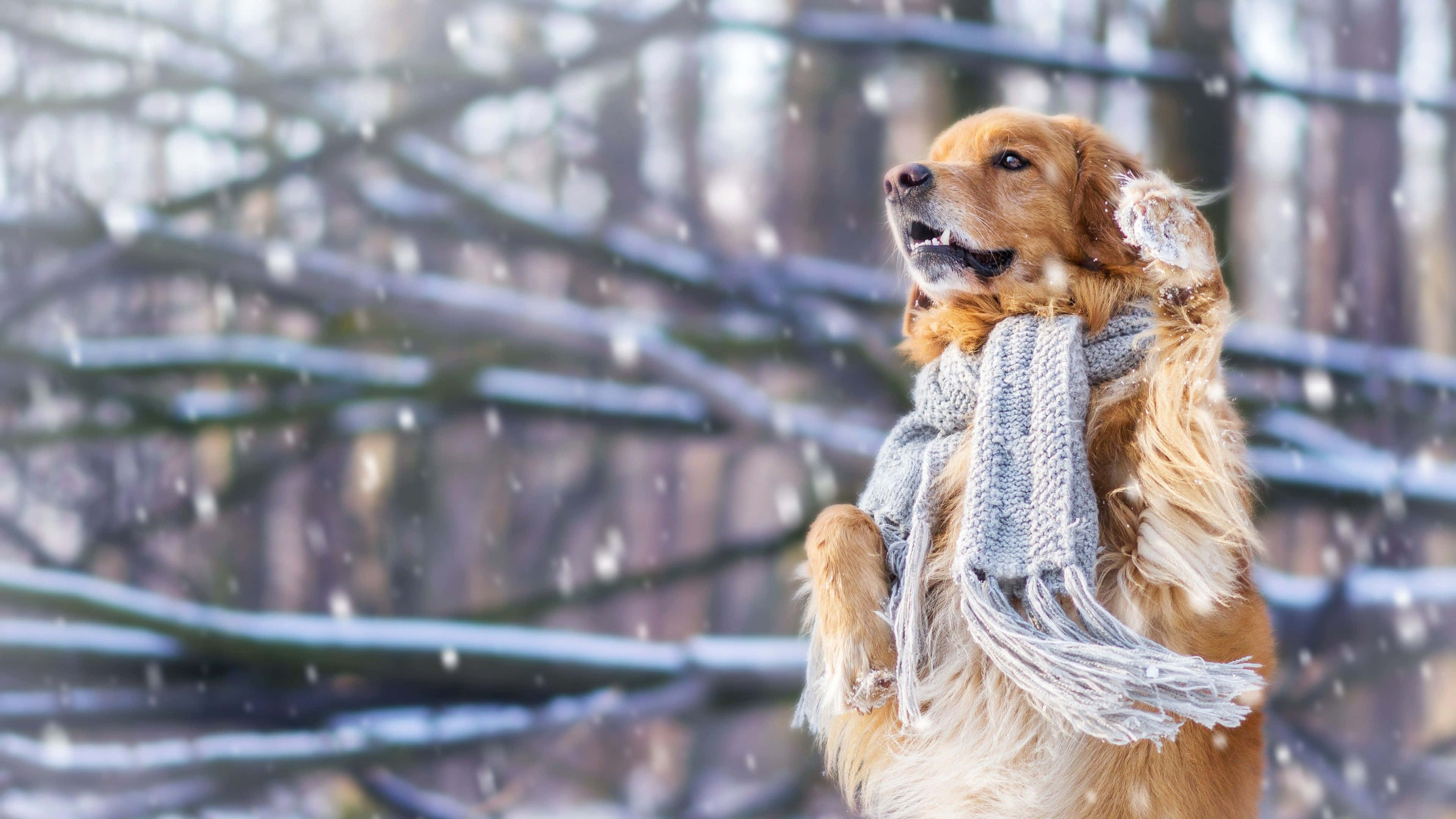golden retriever, gray knit scarf, snowy forest, 4K Desktop Wallpaper