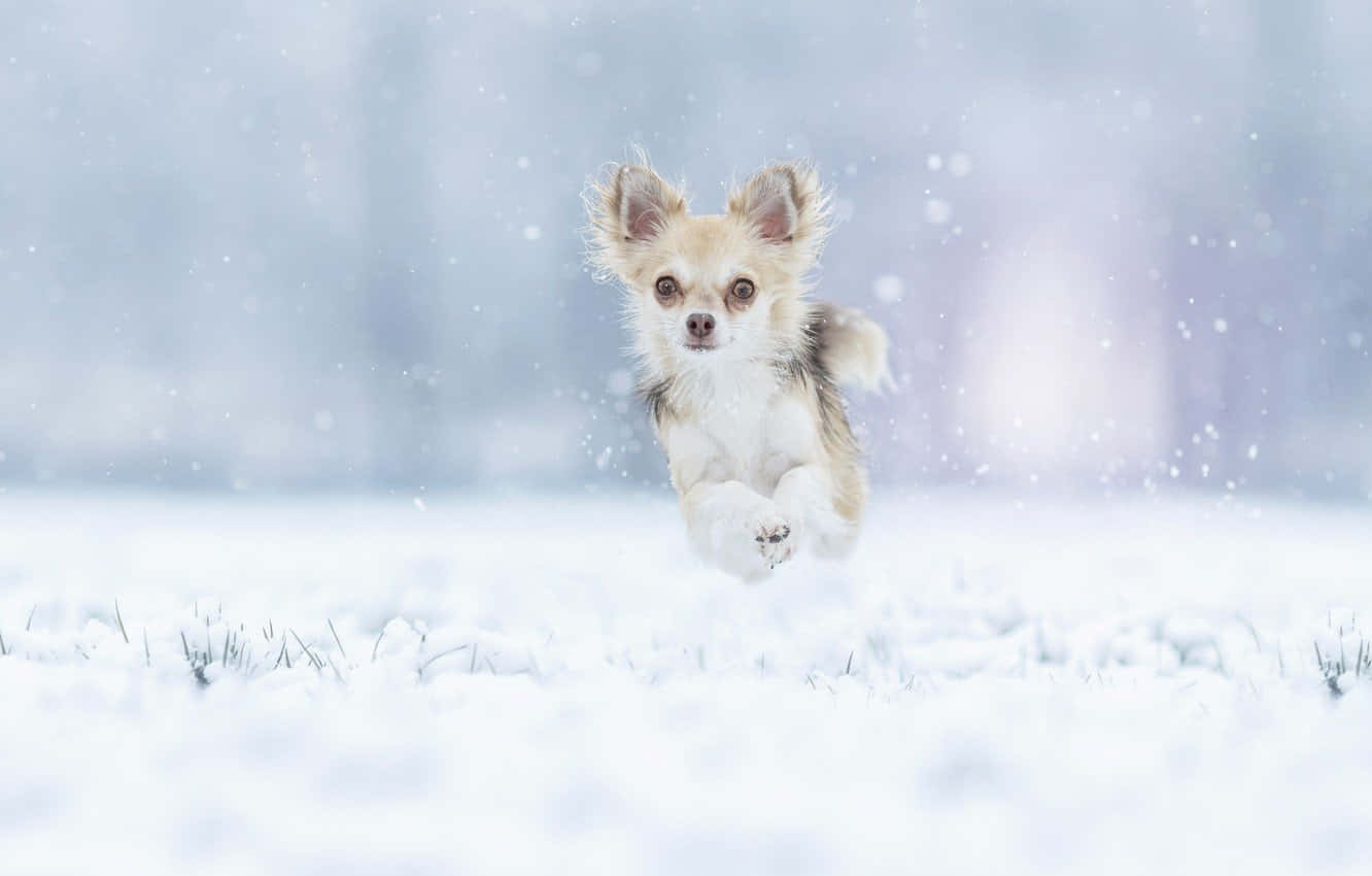 Winter Dog, chihuahua, snowy field, HD Desktop Wallpaper