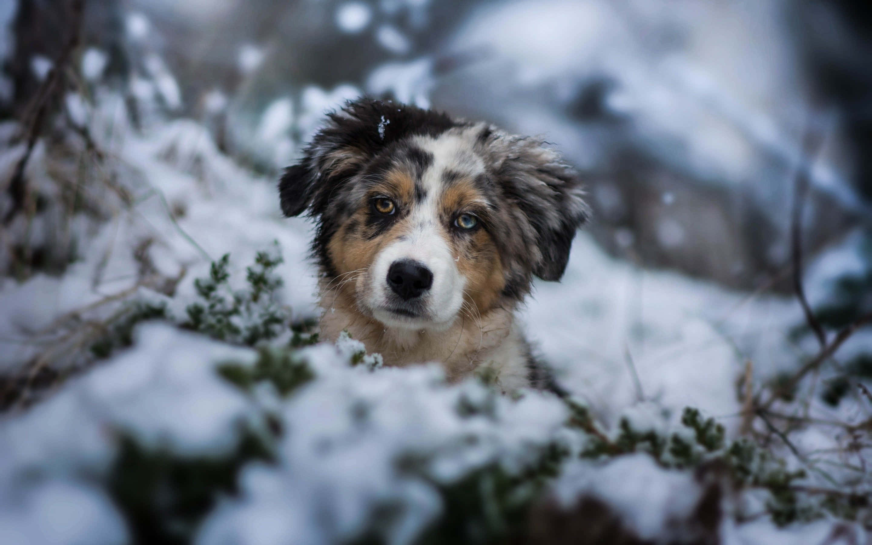 winter dog, fluffy merle puppy, heterochromia, 2K Desktop Wallpaper