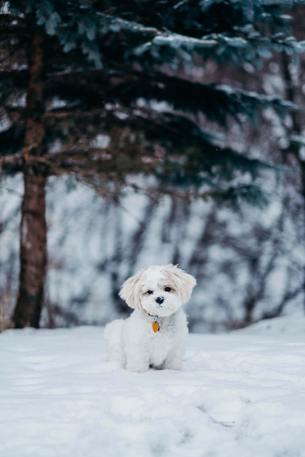 Winter Shih Tzu Dog, fluffy white puppy, deep snow, HD Phone Wallpaper