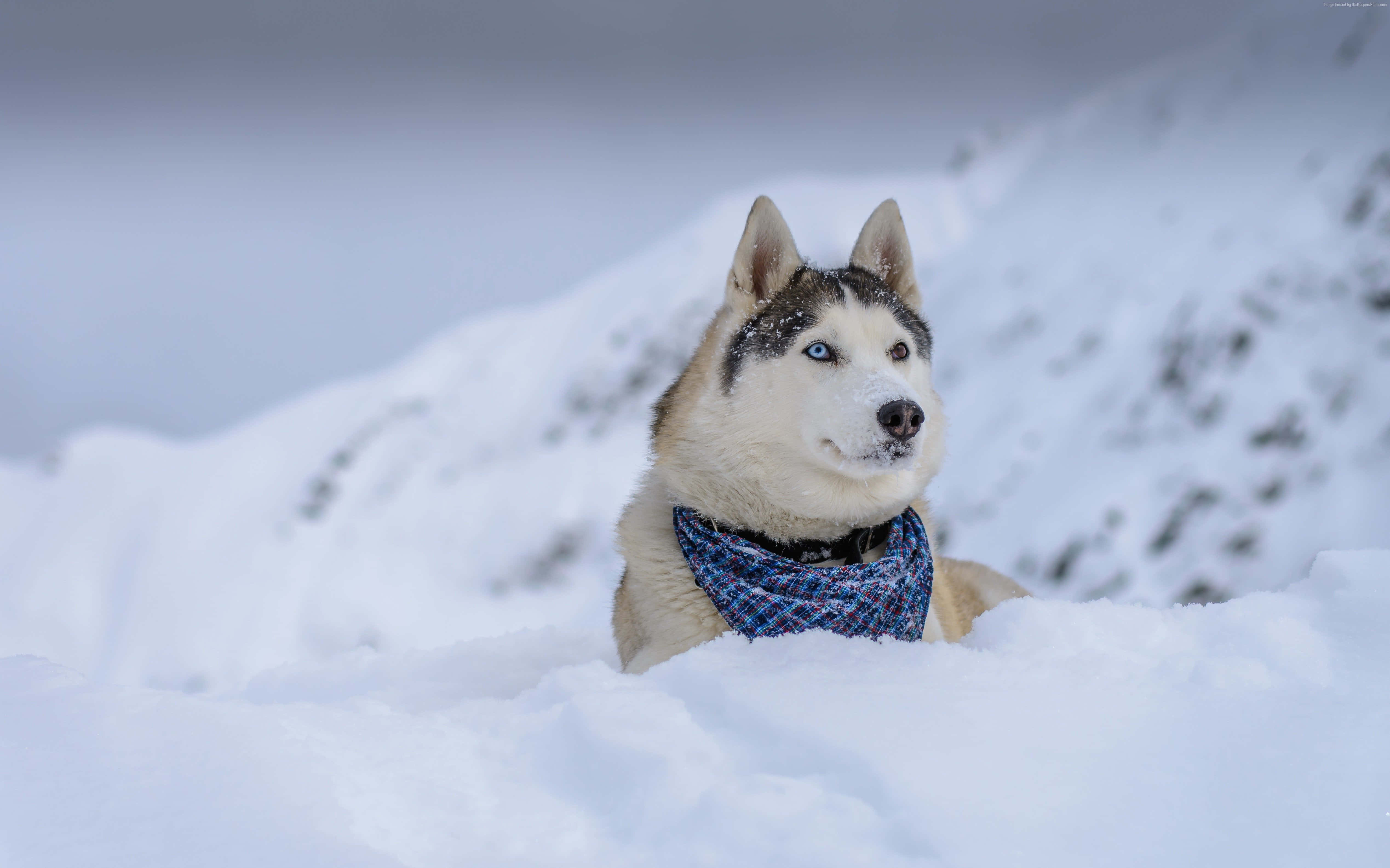 husky, blue eyes, patterned scarf, 4K Desktop Wallpaper