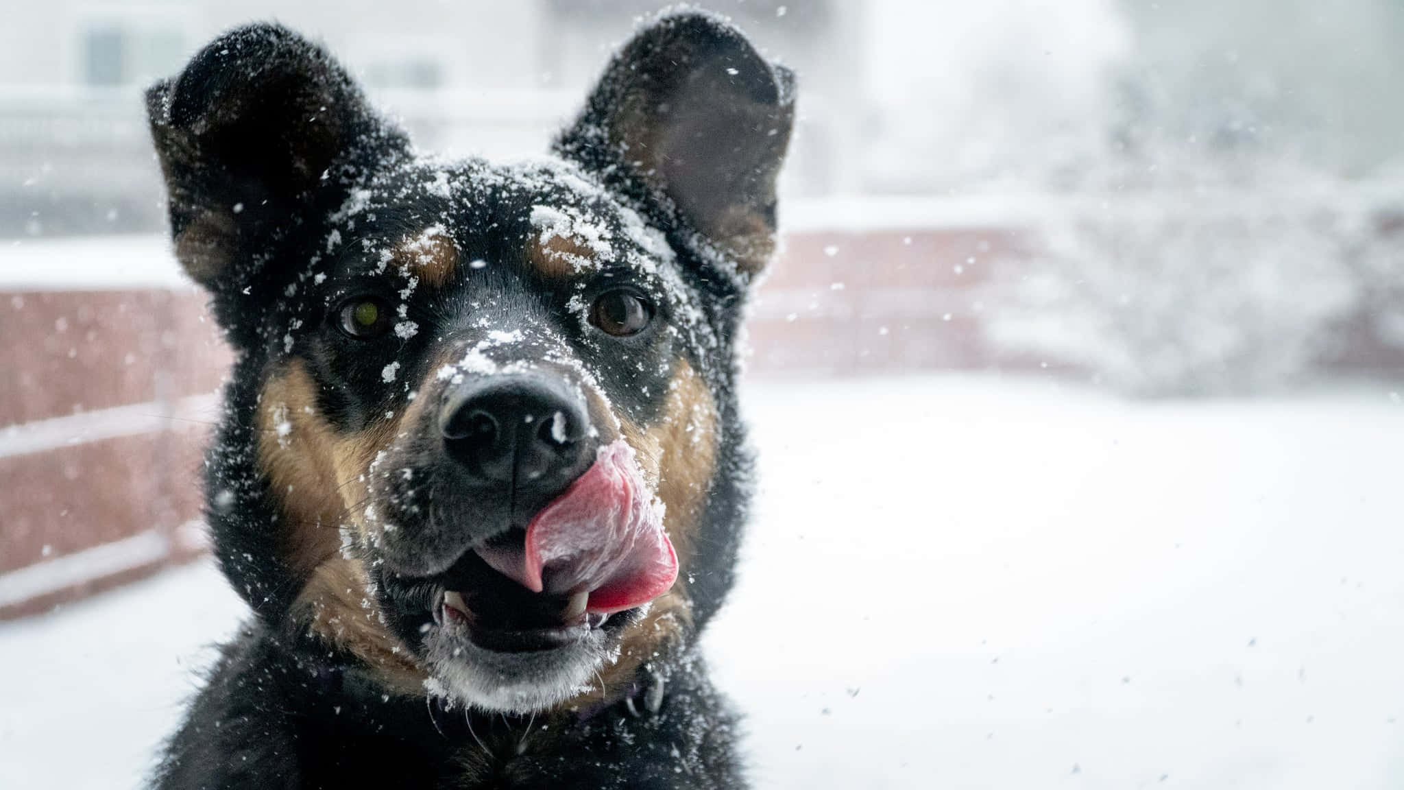 Winter Dog, black and tan, snowflakes, Full HD Desktop Wallpaper